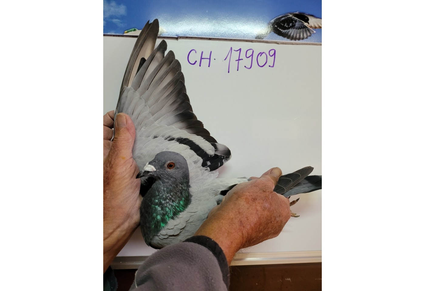 133th place - 17909-CH-21 -  Roman Jud