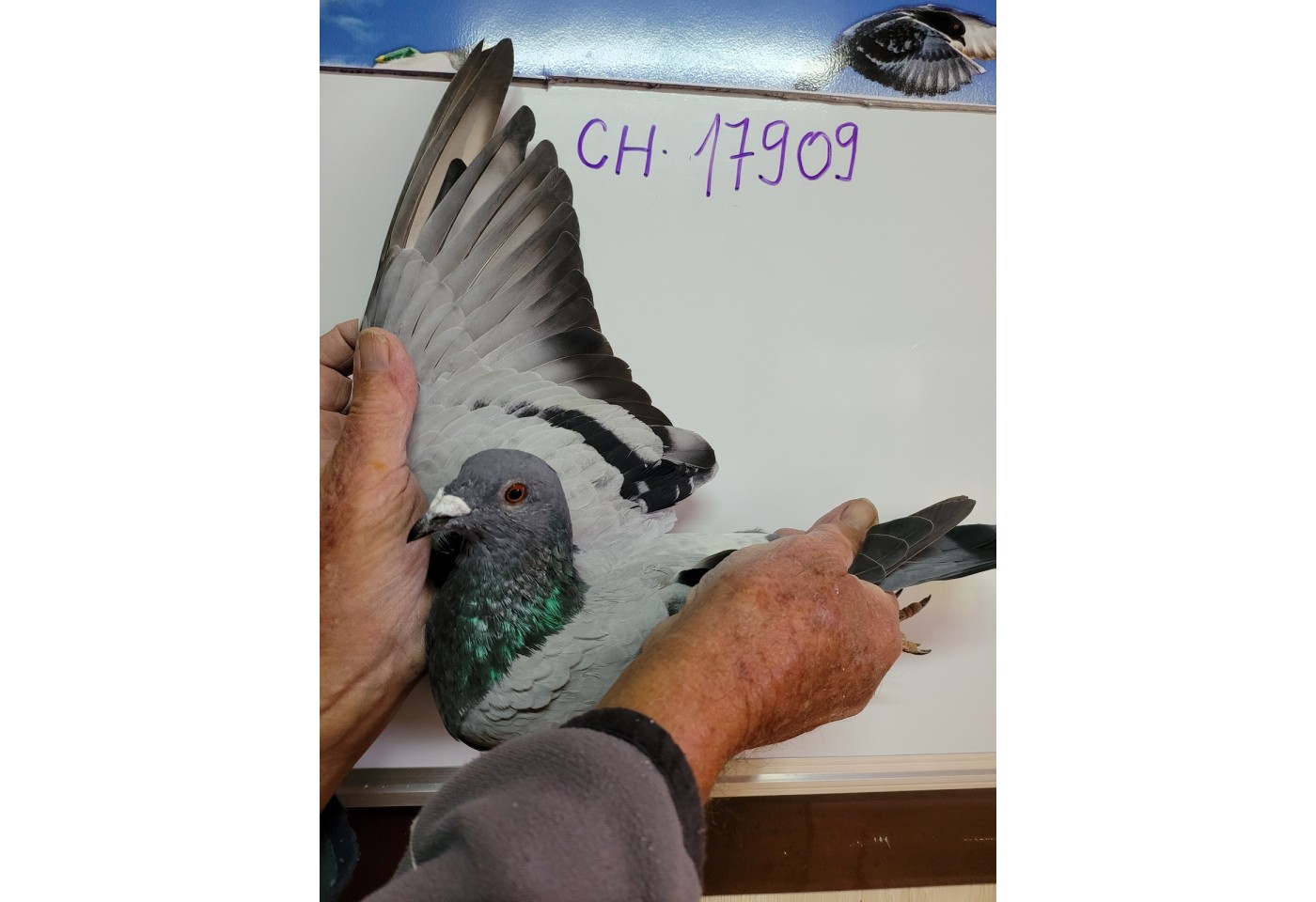 133th place - 17909-CH-21 -  Roman Jud