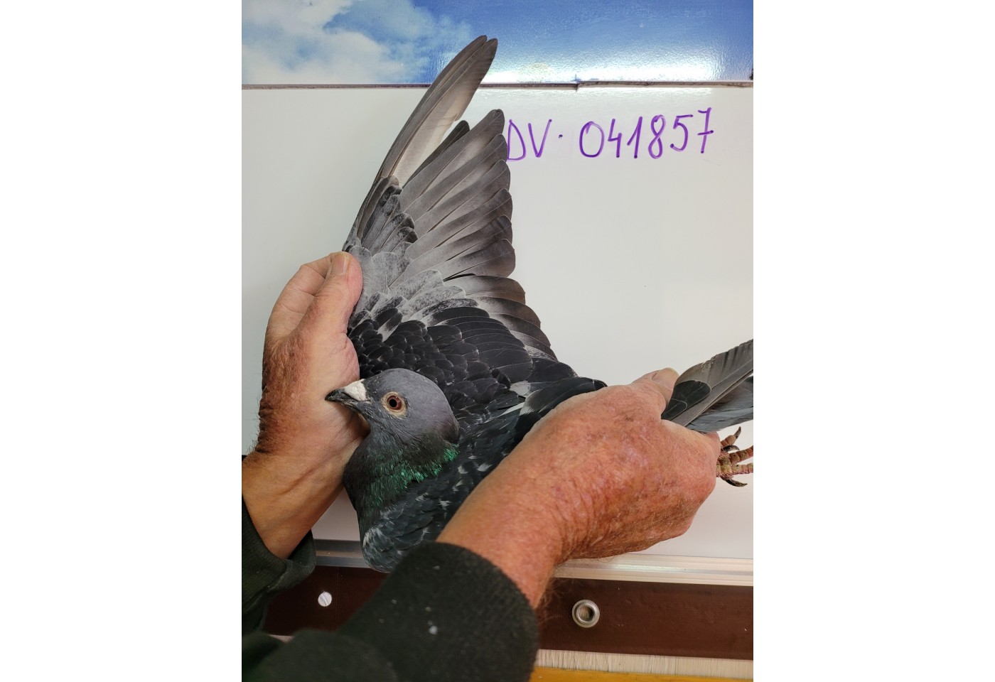 99th place - 041857-DV-21 - Team Staffel/Wesch