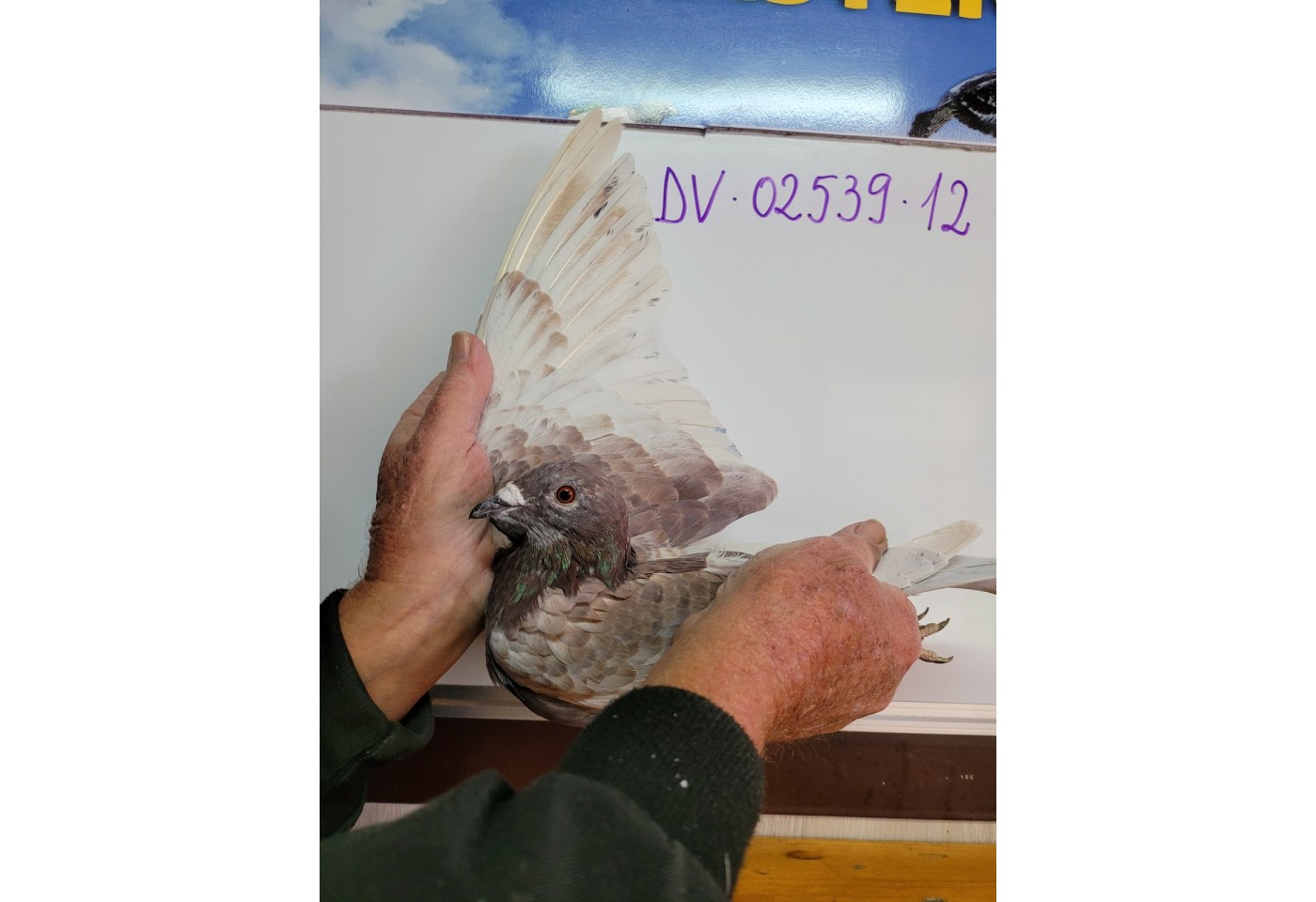297th place - DV-02539-21-12 - H+S+J Goebel