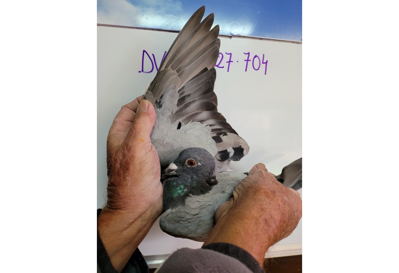 414th place - DV-05927-21-704 - Zdenek Pavlik 