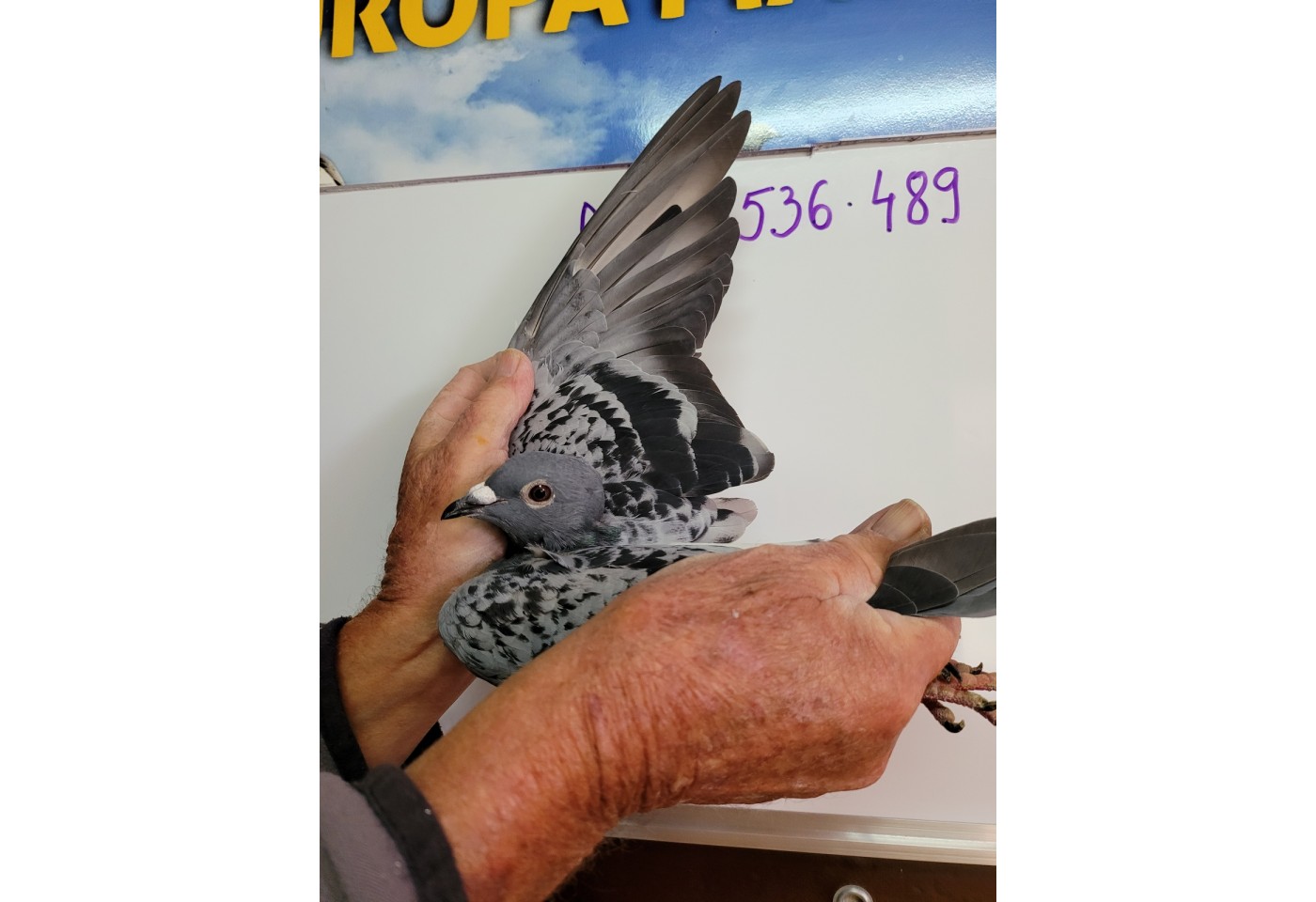 415th place - DV-05536-21-489 - Altmiks-Soudy-Pigeons Team C