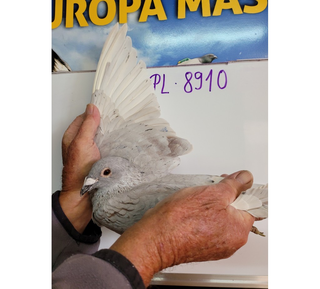 285 th place - PL-0231-21-8910 - Maziarz Pigeons