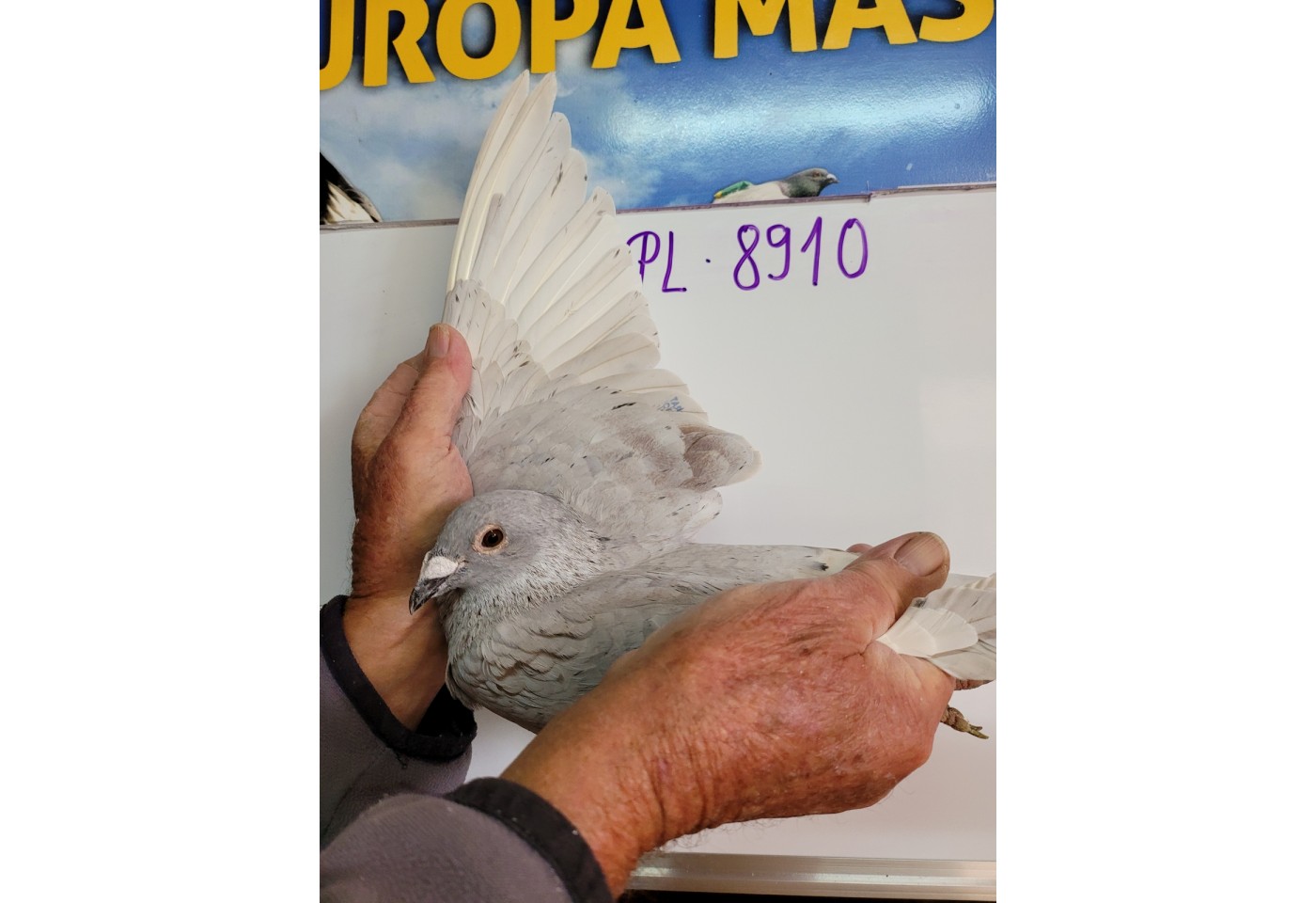 285 th place - PL-0231-21-8910 - Maziarz Pigeons