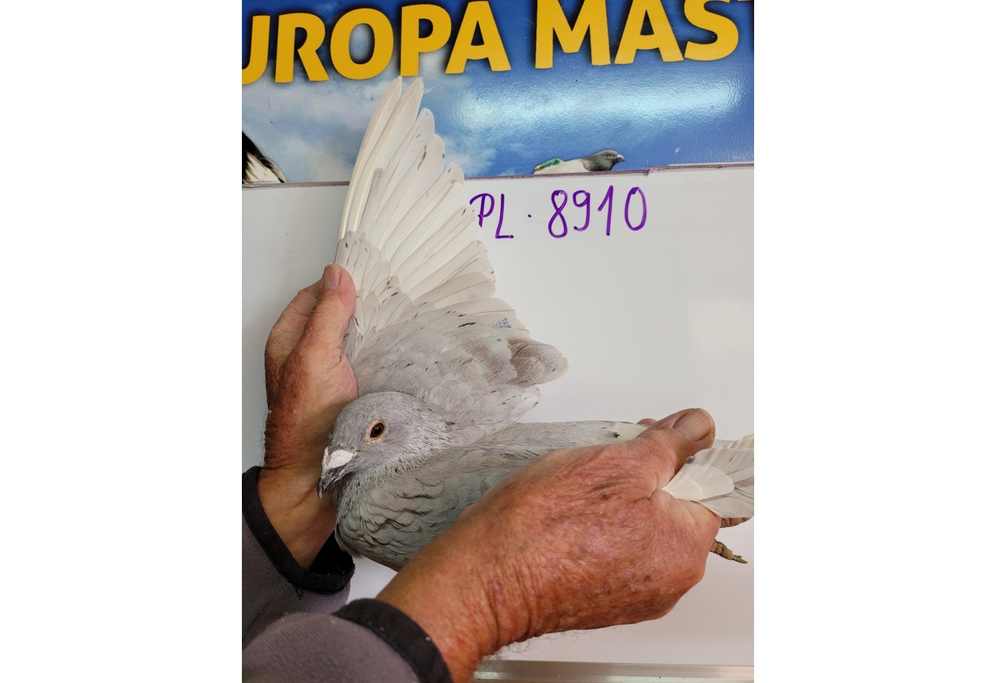 285 th place - PL-0231-21-8910 - Maziarz Pigeons