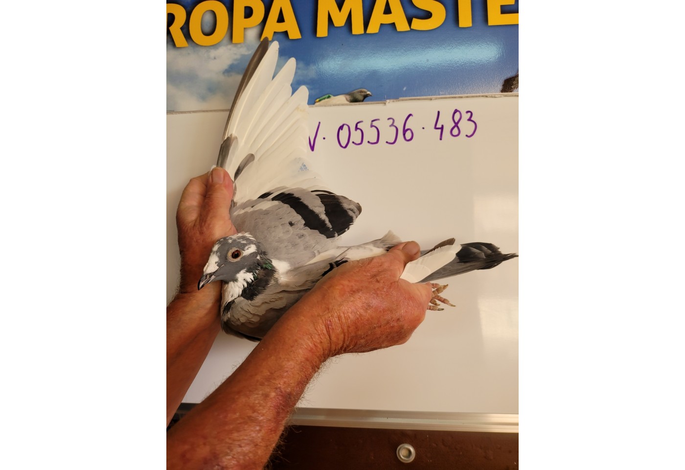 312 th place - DV-05536-21-483 - Altmiks-Soudy-Pigeons