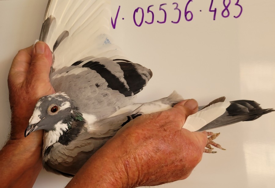 312 th place - DV-05536-21-483 - Altmiks-Soudy-Pigeons