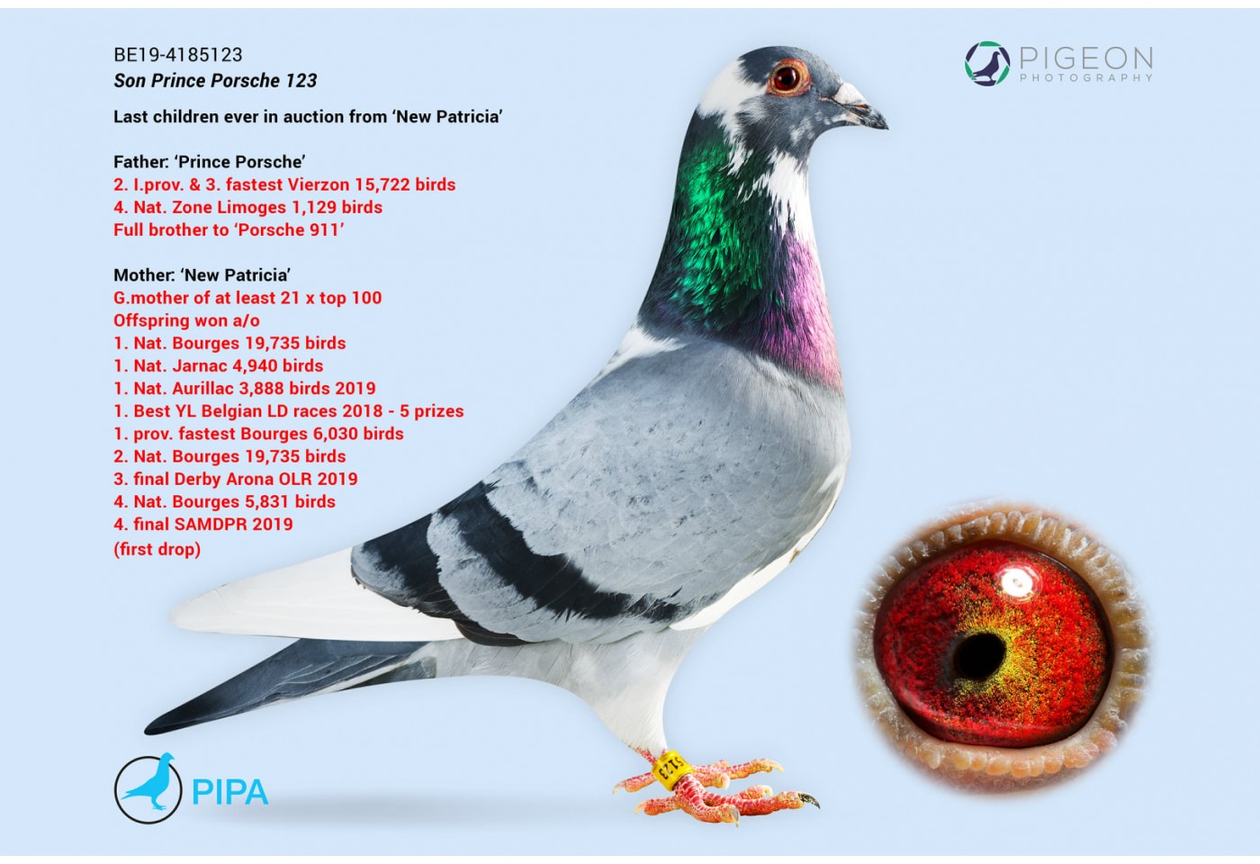 312 th place - DV-05536-21-483 - Altmiks-Soudy-Pigeons