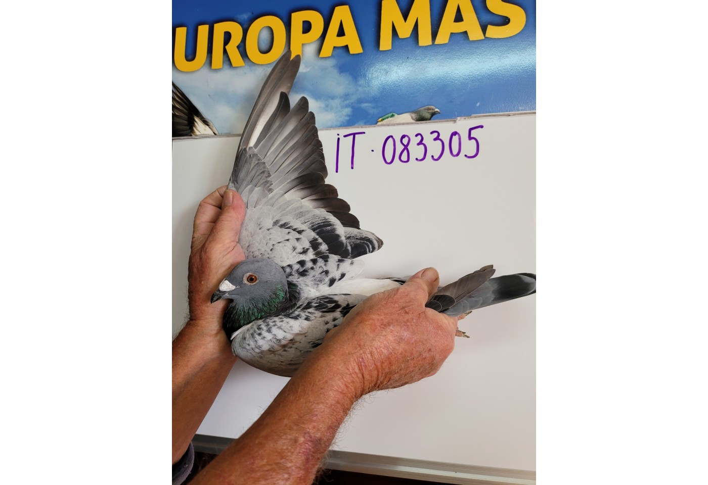 120th place - 083305-IT-21 - Great Loft Pigeon Racing 