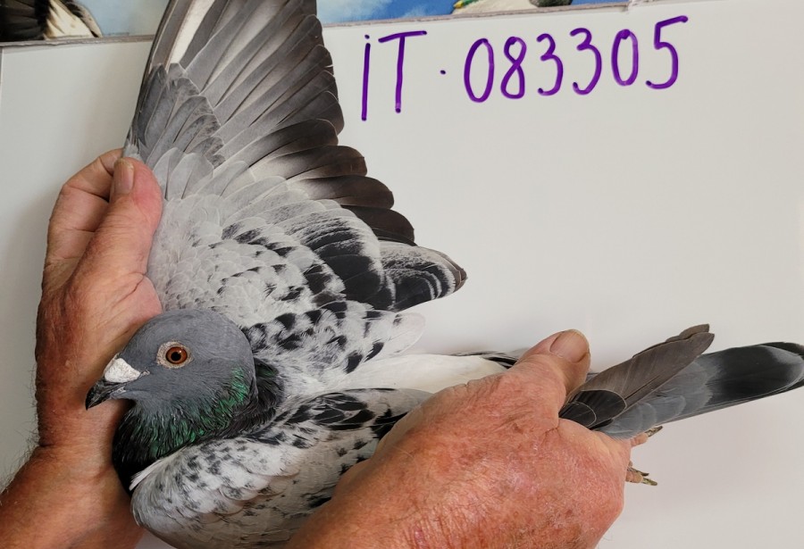 120th place - 083305-IT-21 - Great Loft Pigeon Racing 