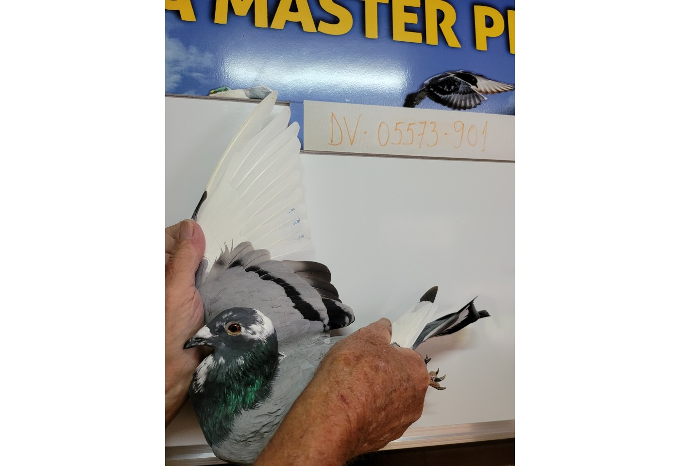 142th place - DV-05573-21-901 - PBC Pigeons