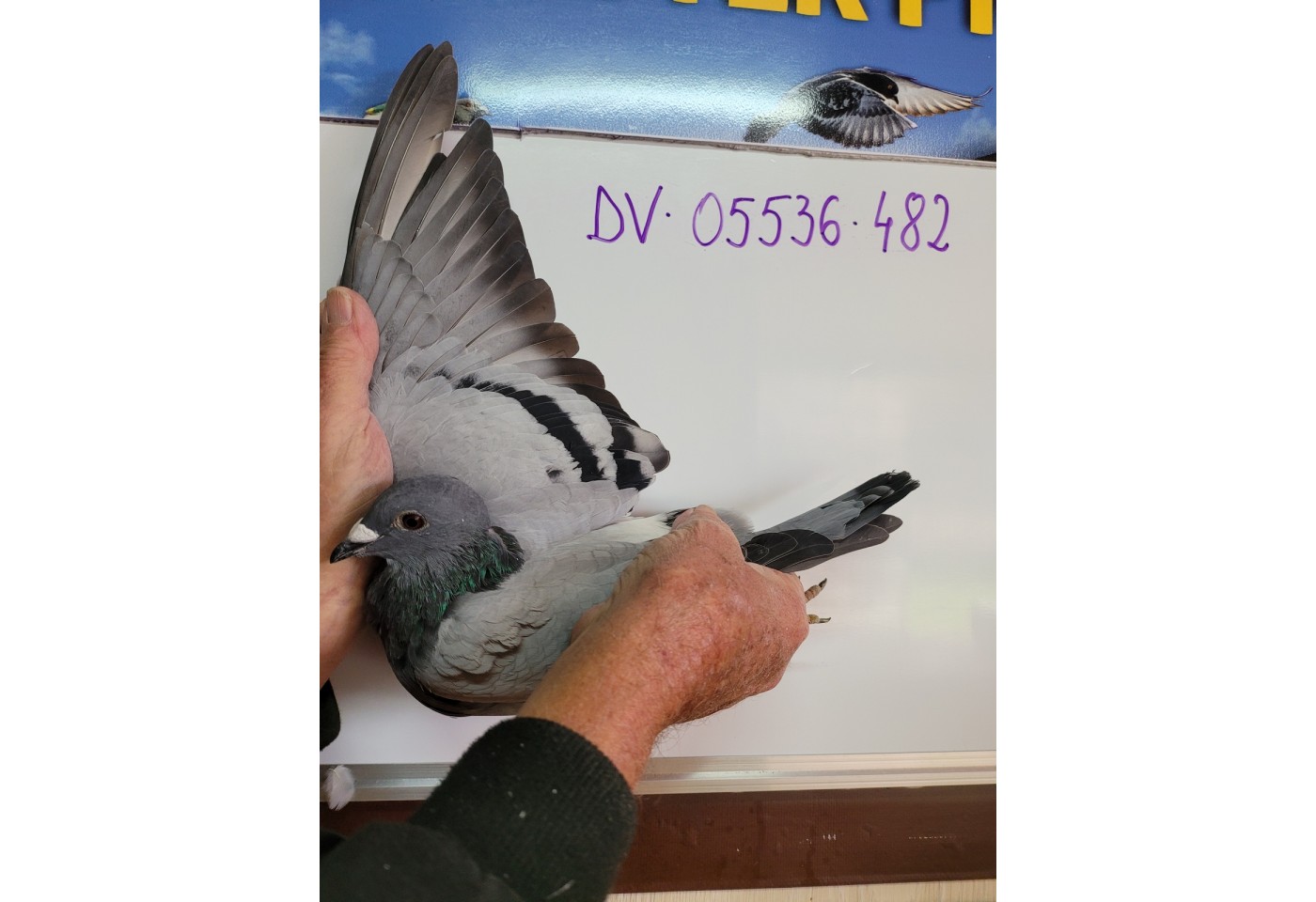 146th place - DV-05536-21-482 - Altmiks-Soudy-Pigeons