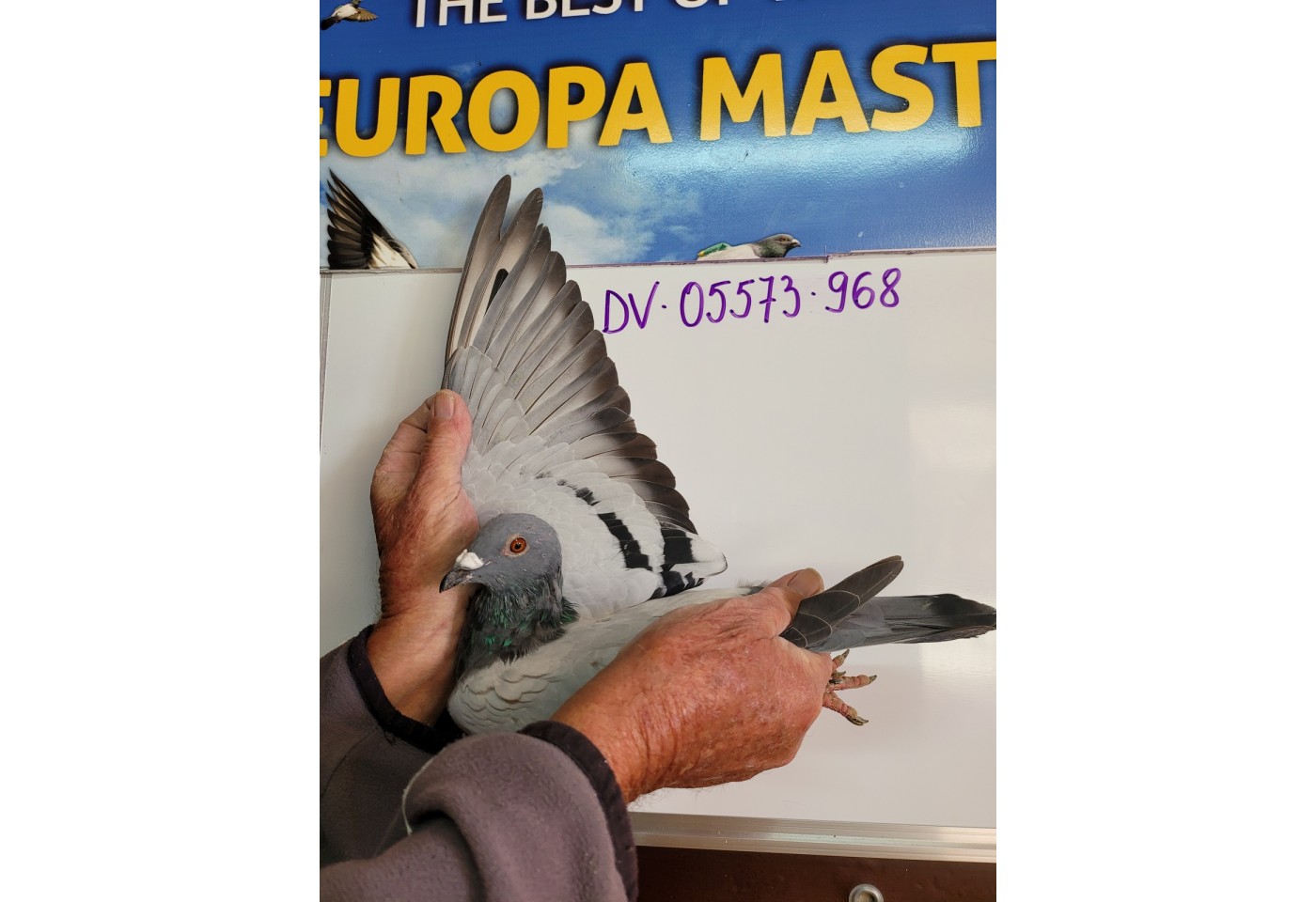 160th place - DV-05573-21-968 - PBC Pigeons