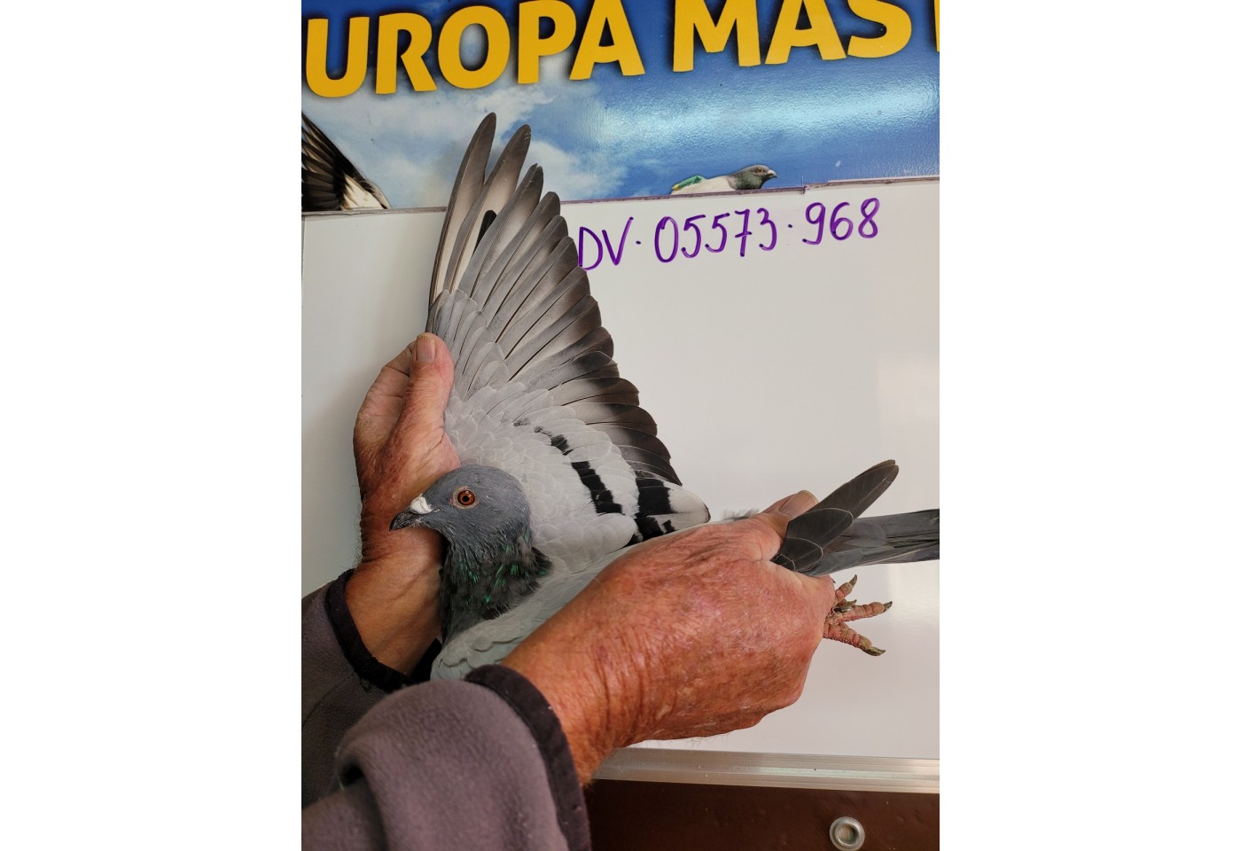 160th place - DV-05573-21-968 - PBC Pigeons