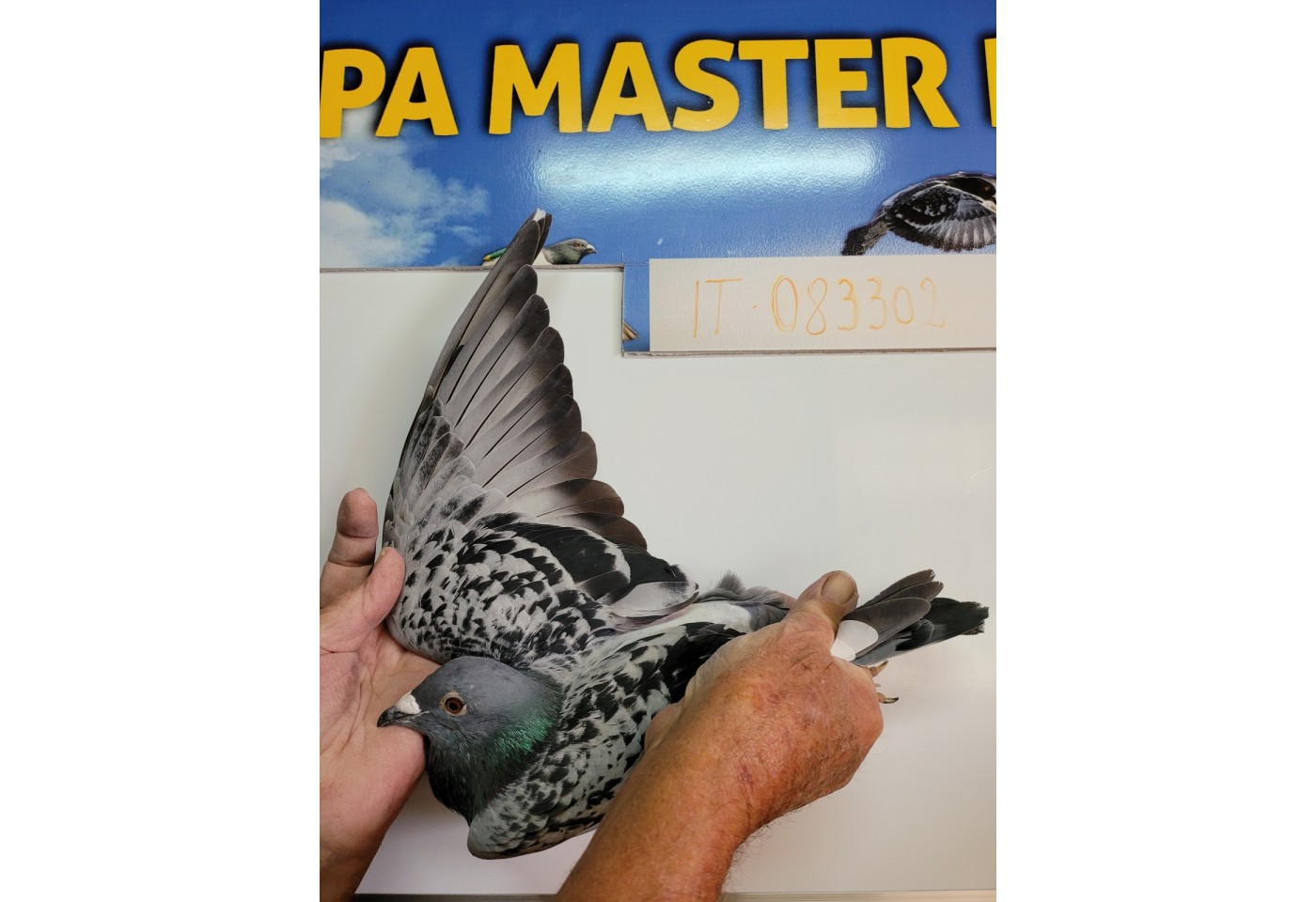 351th place - 083302-IT-21 - Great Loft Pigeon Racing 