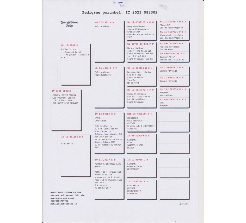 351th place - 083302-IT-21 - Great Loft Pigeon Racing 