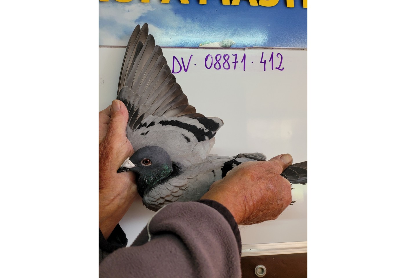 62th place - DV-08871-21-412 - Markus Winter