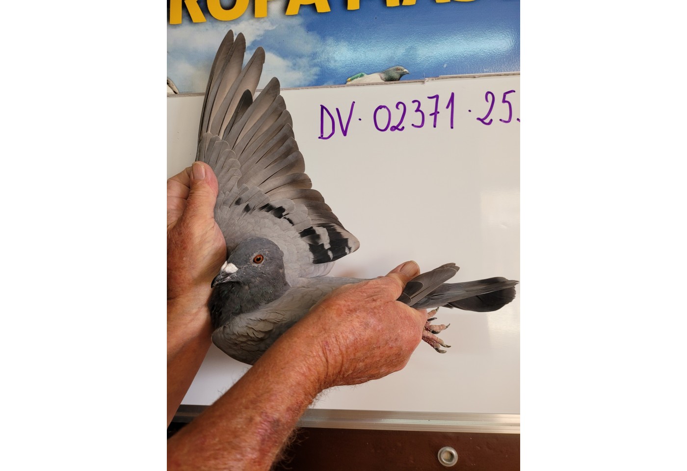 156th place - DV-02371-21-255 - Klaus Wustefeld
