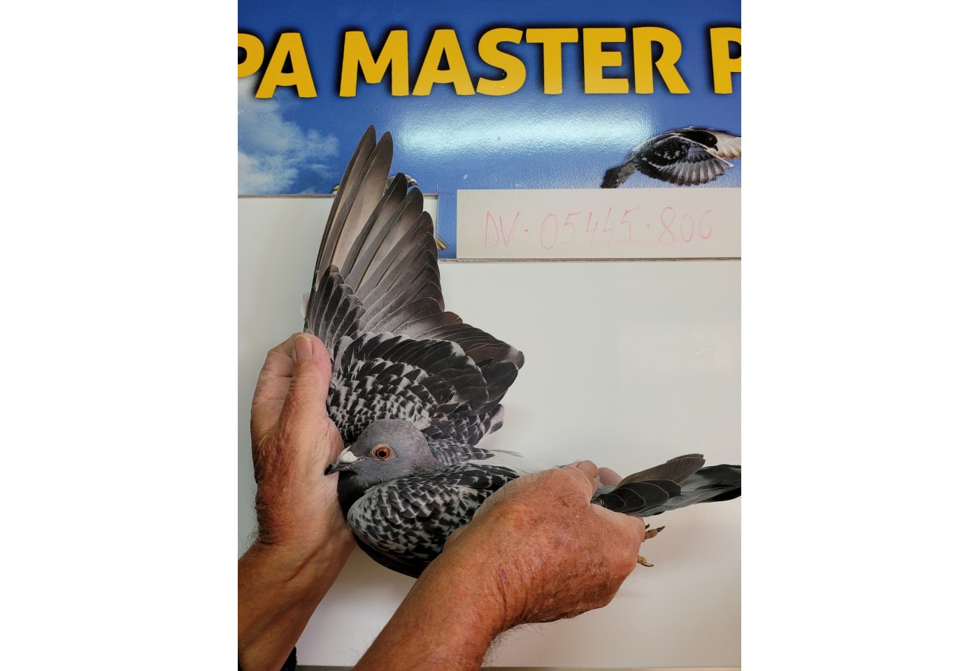 161th place - DV-05445-21-806 - Kaiser Dietmar