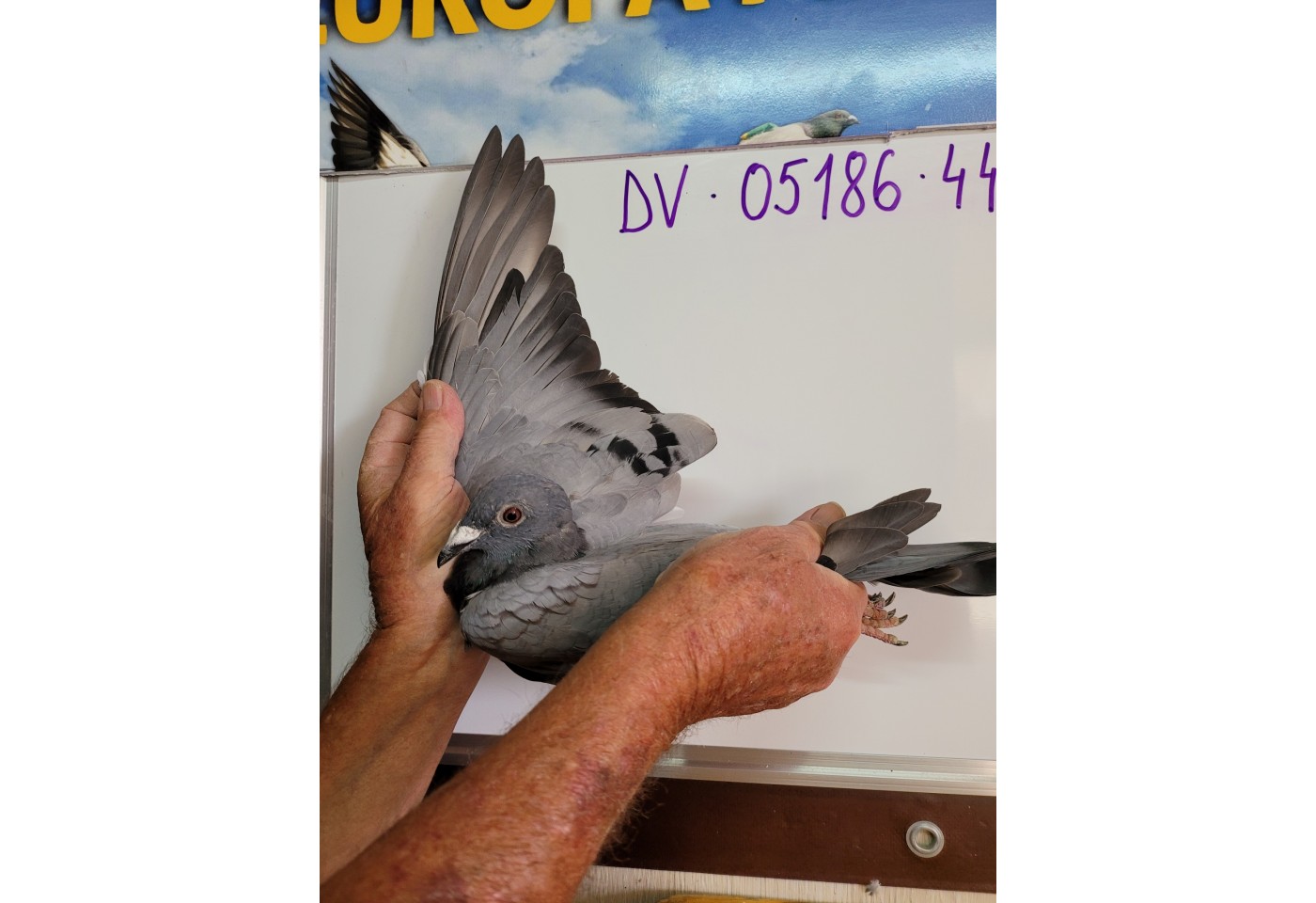 167th place - DV-05186-21-441 - Familie Gebhart