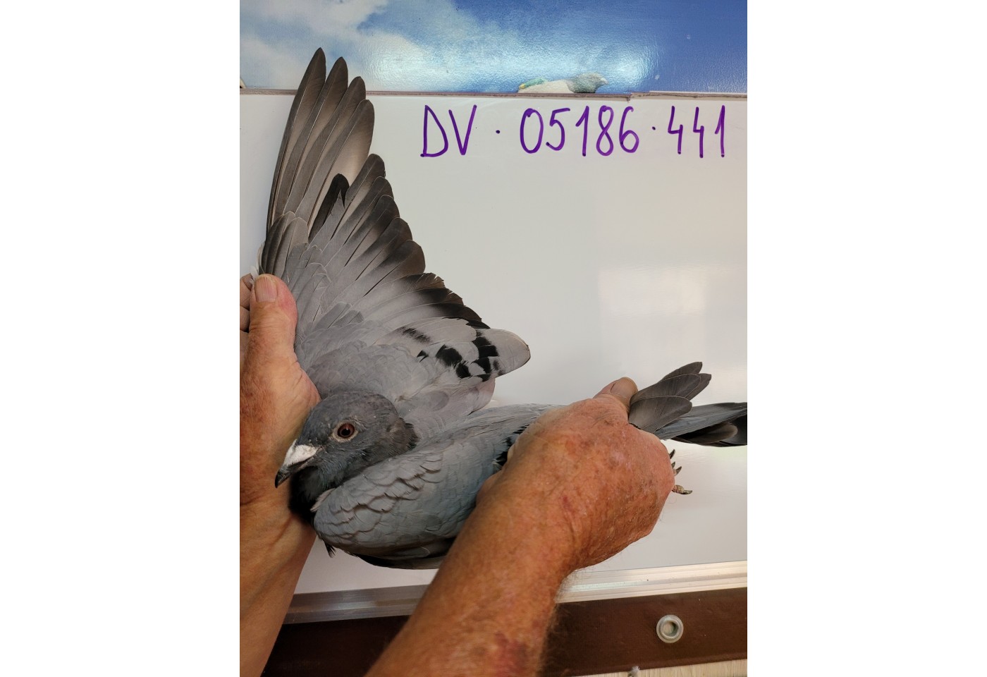 167th place - DV-05186-21-441 - Familie Gebhart