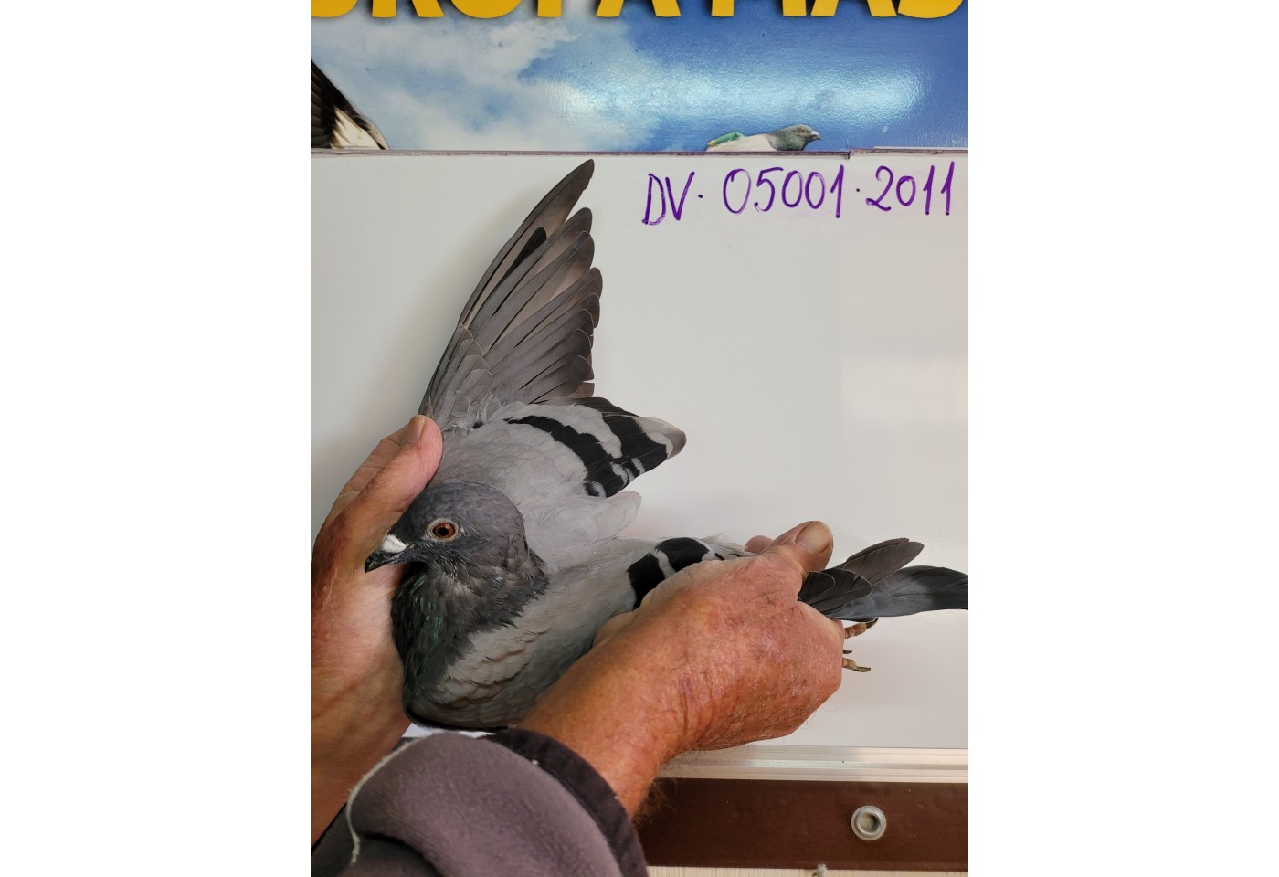 208th place - DV-05001-21-2011 - Georg Oswald
