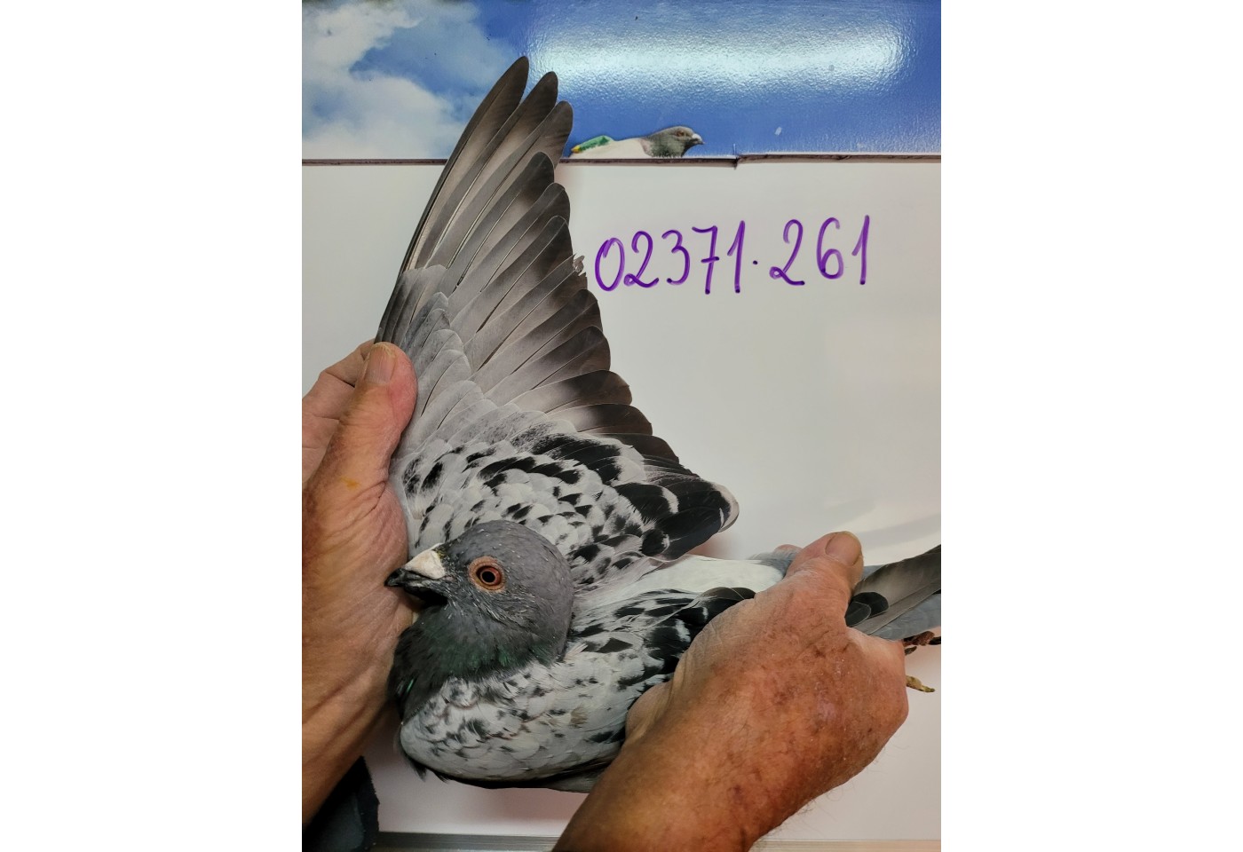 266th place - DV-02371-21-261 - Klaus Wustefeld