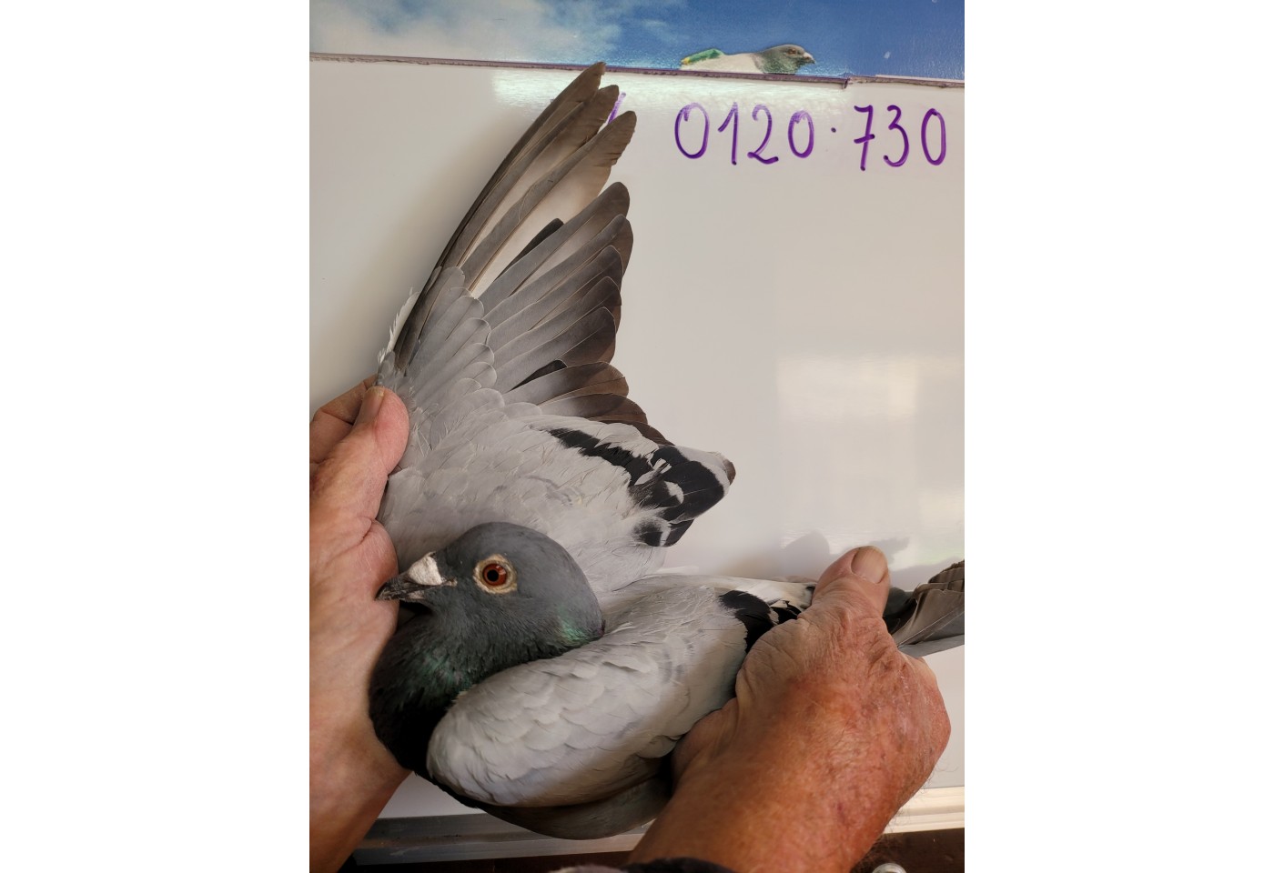 334th place - DV-00120-21-730 - Team La Paloma