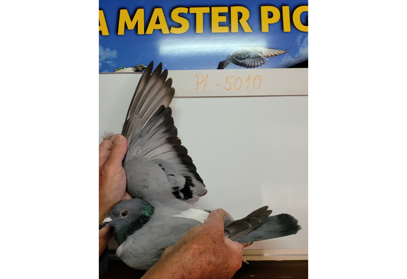 370th place - PL-0497-21-5010 - Cyfra Stanislaw