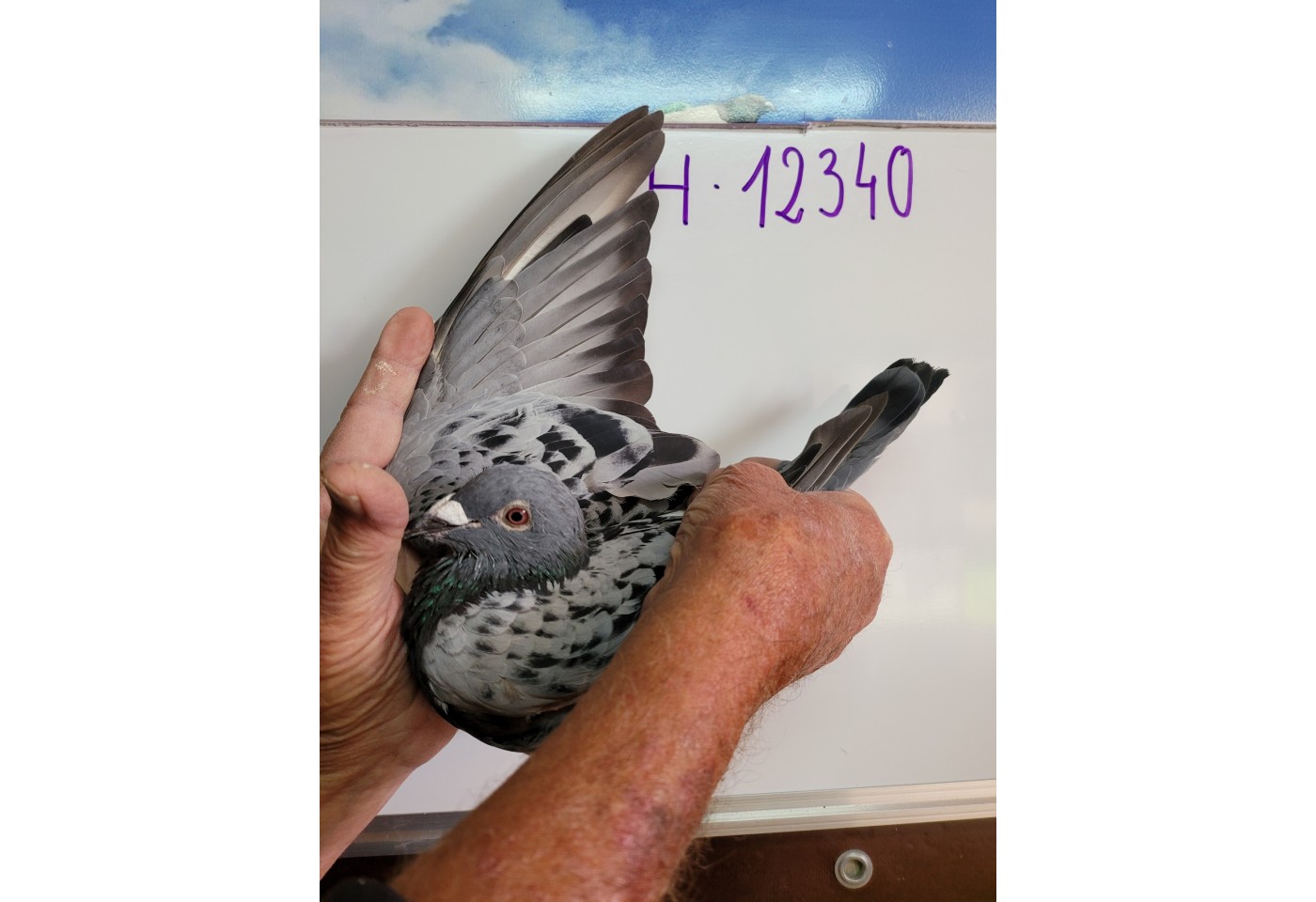 225th place - 12340-CH-21 - ZG Helios