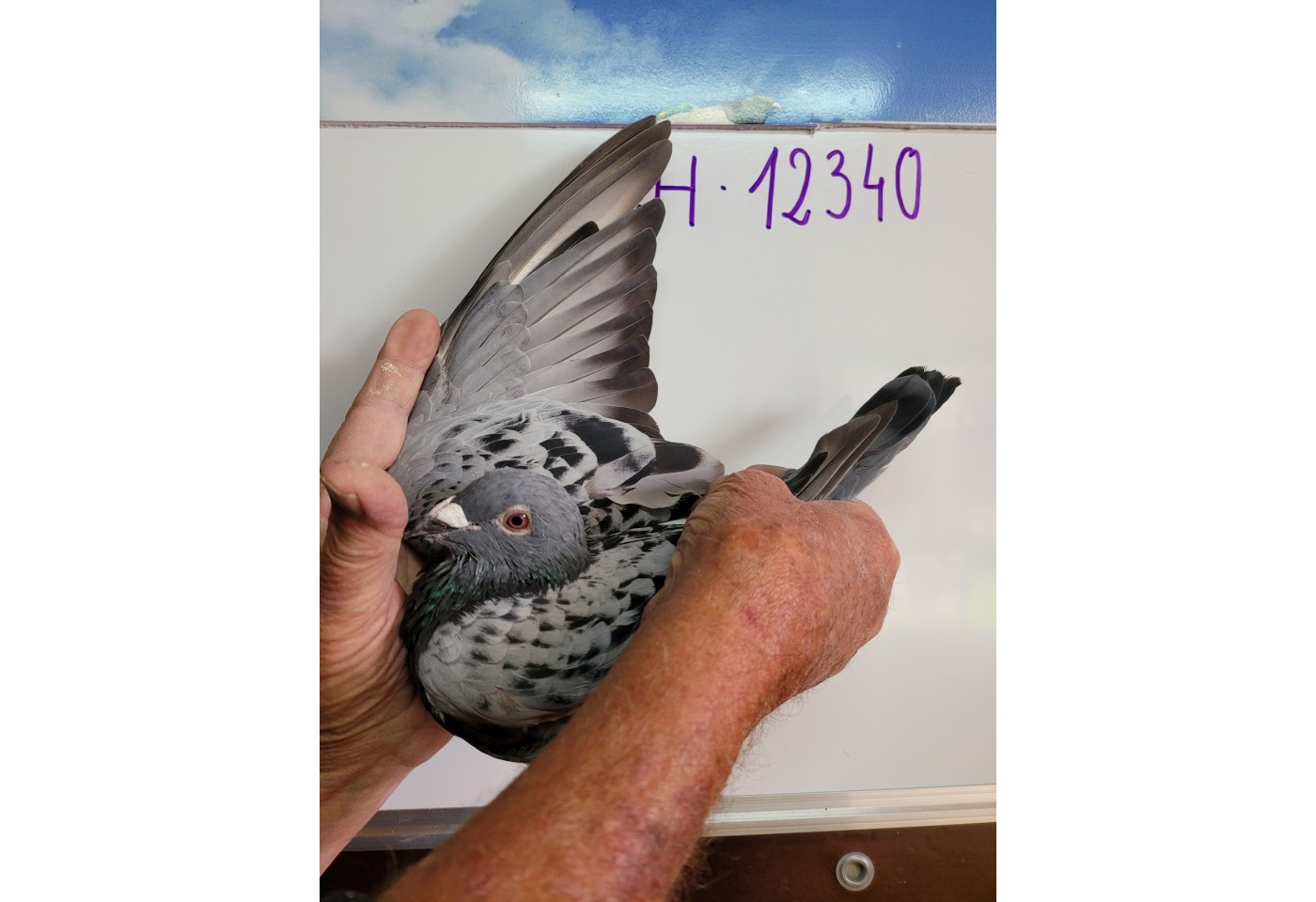 225th place - 12340-CH-21 - ZG Helios