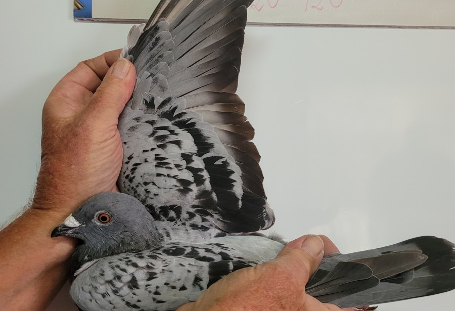 278th place - DV-00120-21-720 - Team La Paloma 