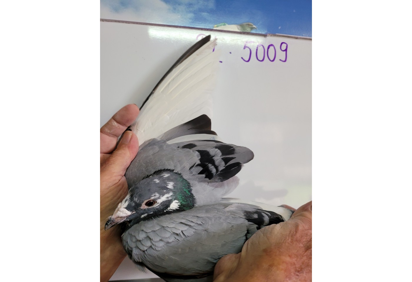381th place - PL-0497-21-5009 - Cyfra Stanislaw