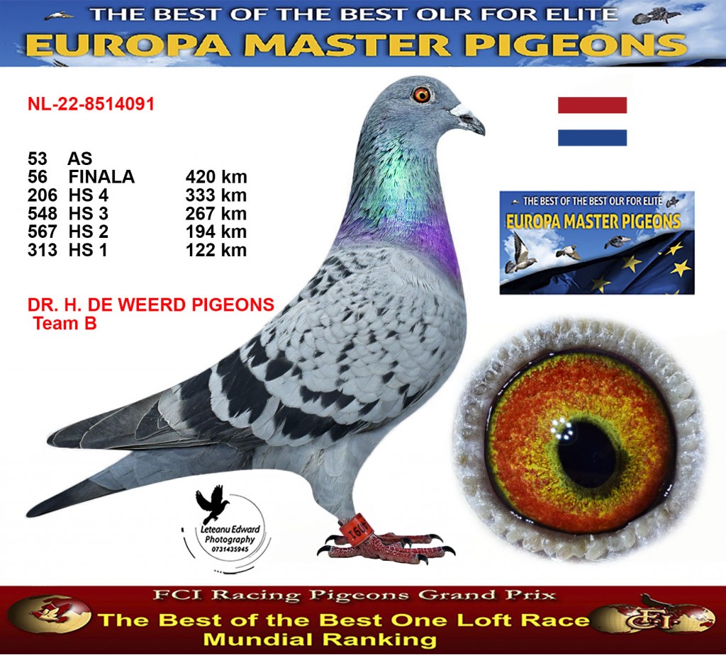 56th place - NL-22-8514091 - DR. H. DE WEERD PIGEONS Team B
