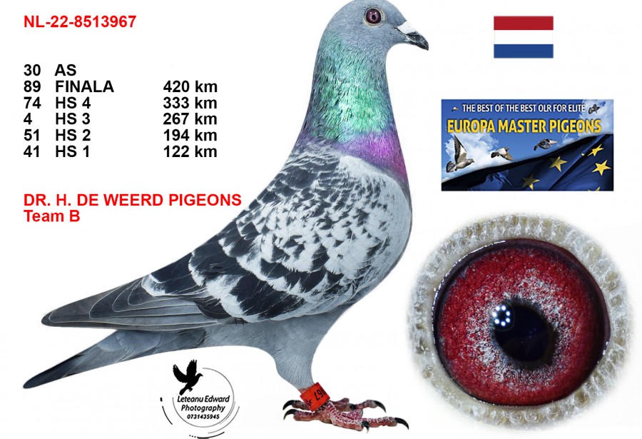 89th place - NL-22-8513967 - DR. H. DE WEERD PIGEONS