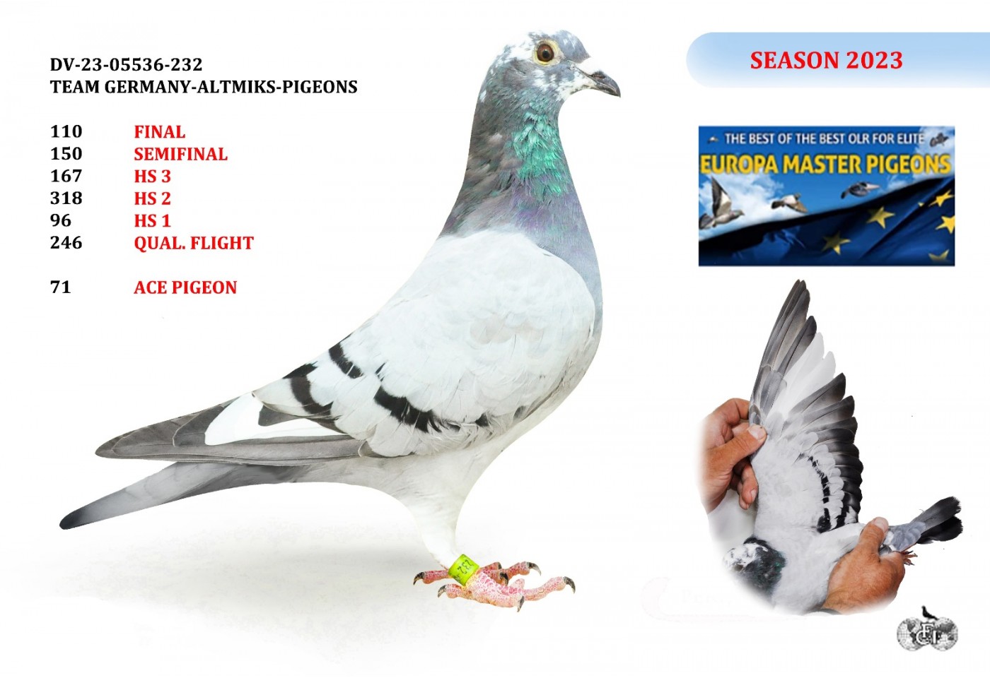 110th place - DV-05536-23-232 - TEAM GERMANY-ALTMIKS-PIGEONS 