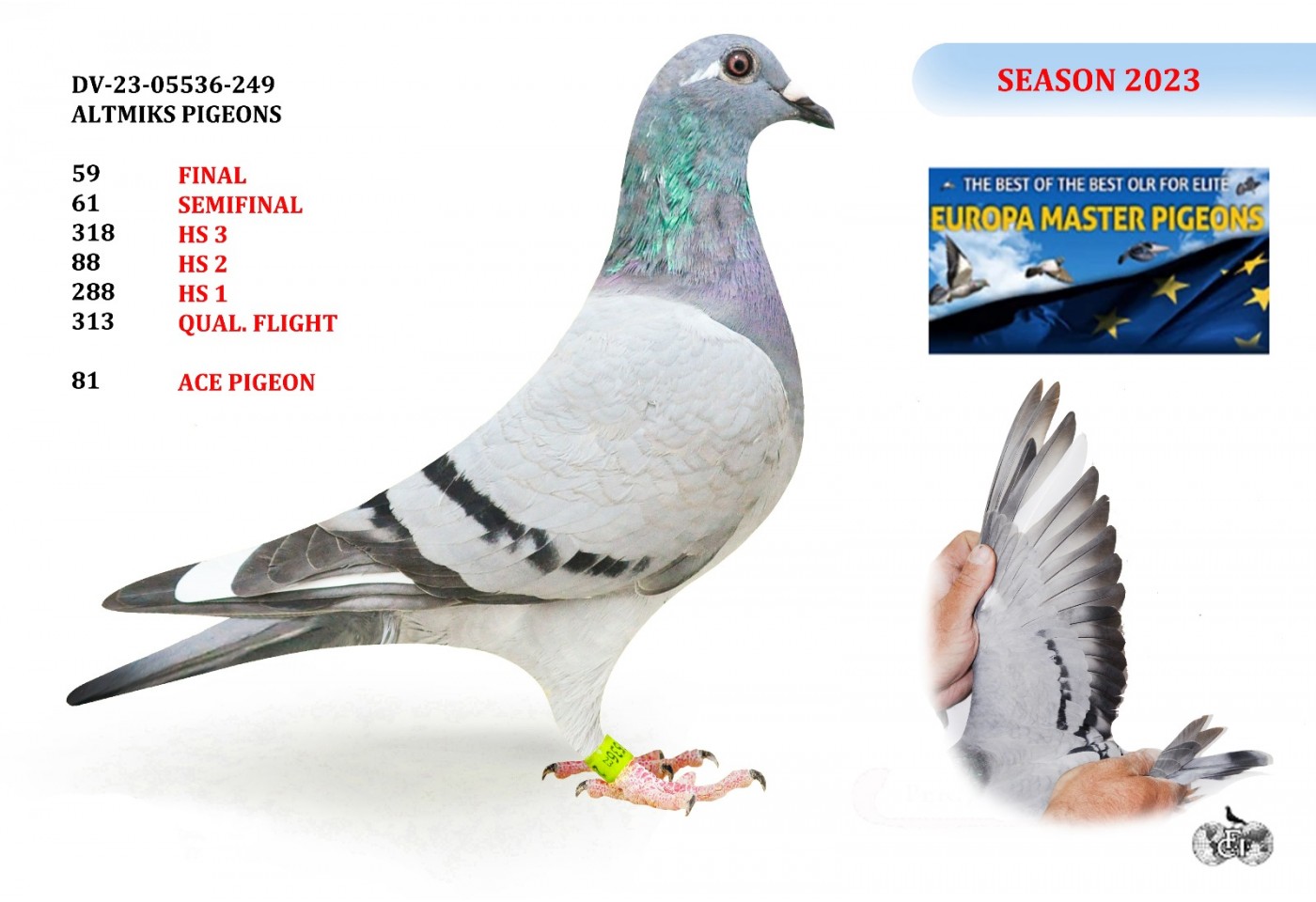 59th place - DV-05536-23-249 - ALTMIKS PIGEONS