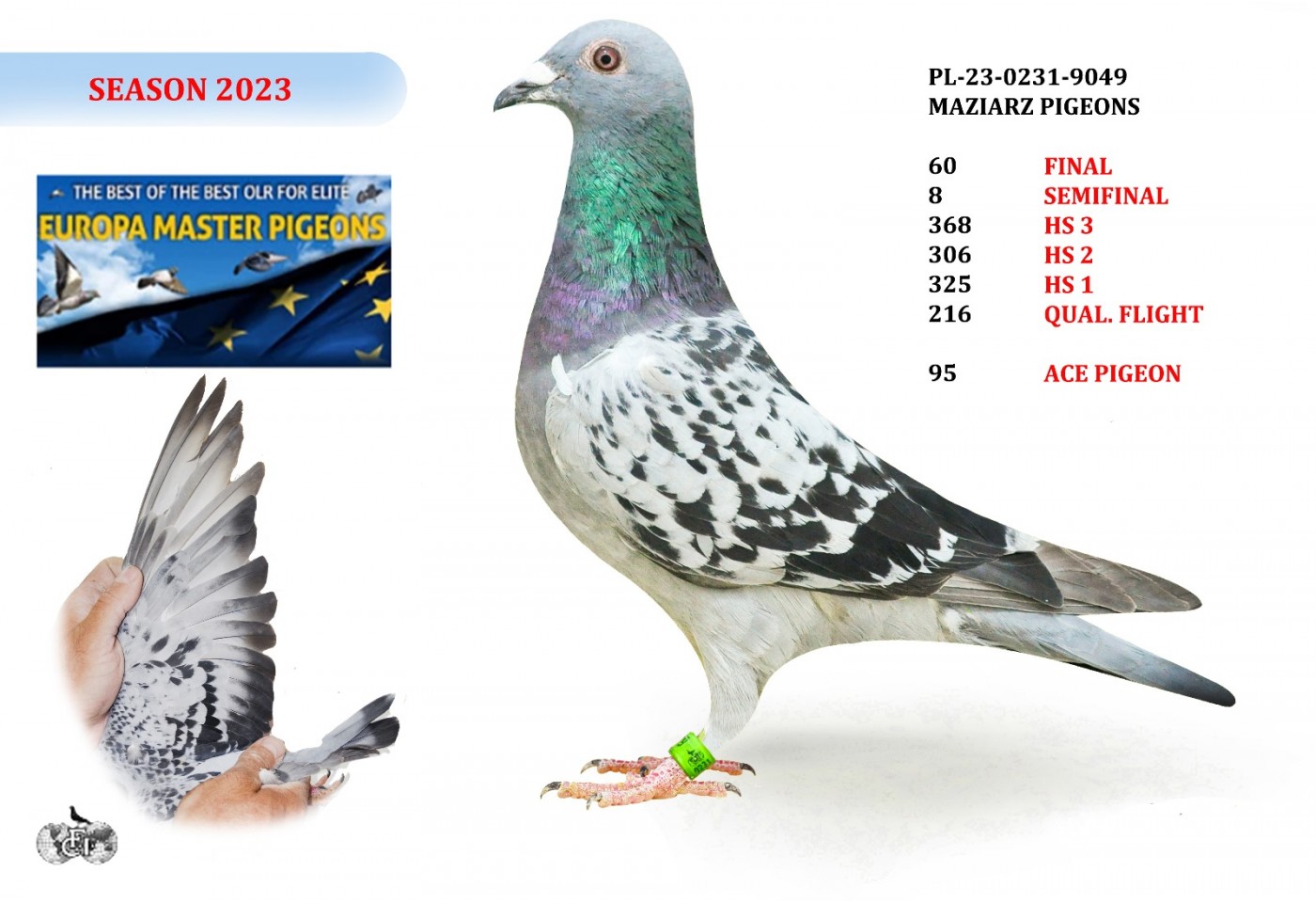 60th place - PL-0231-23-9049 - MAZIARZ PIGEONS