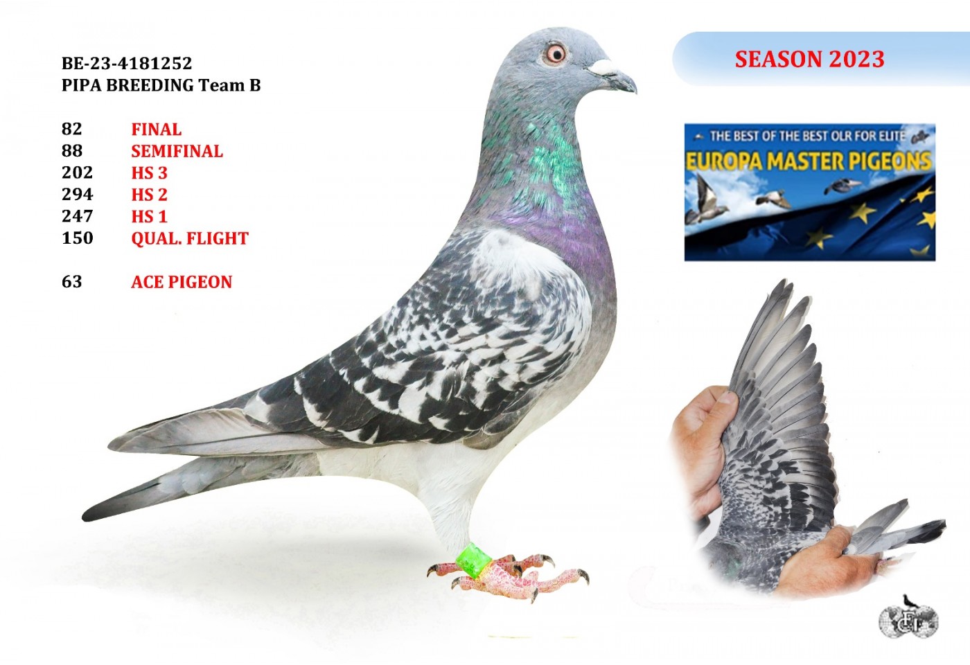 82th place - BE-23-4181252 - PIPA BREEDING Team B 