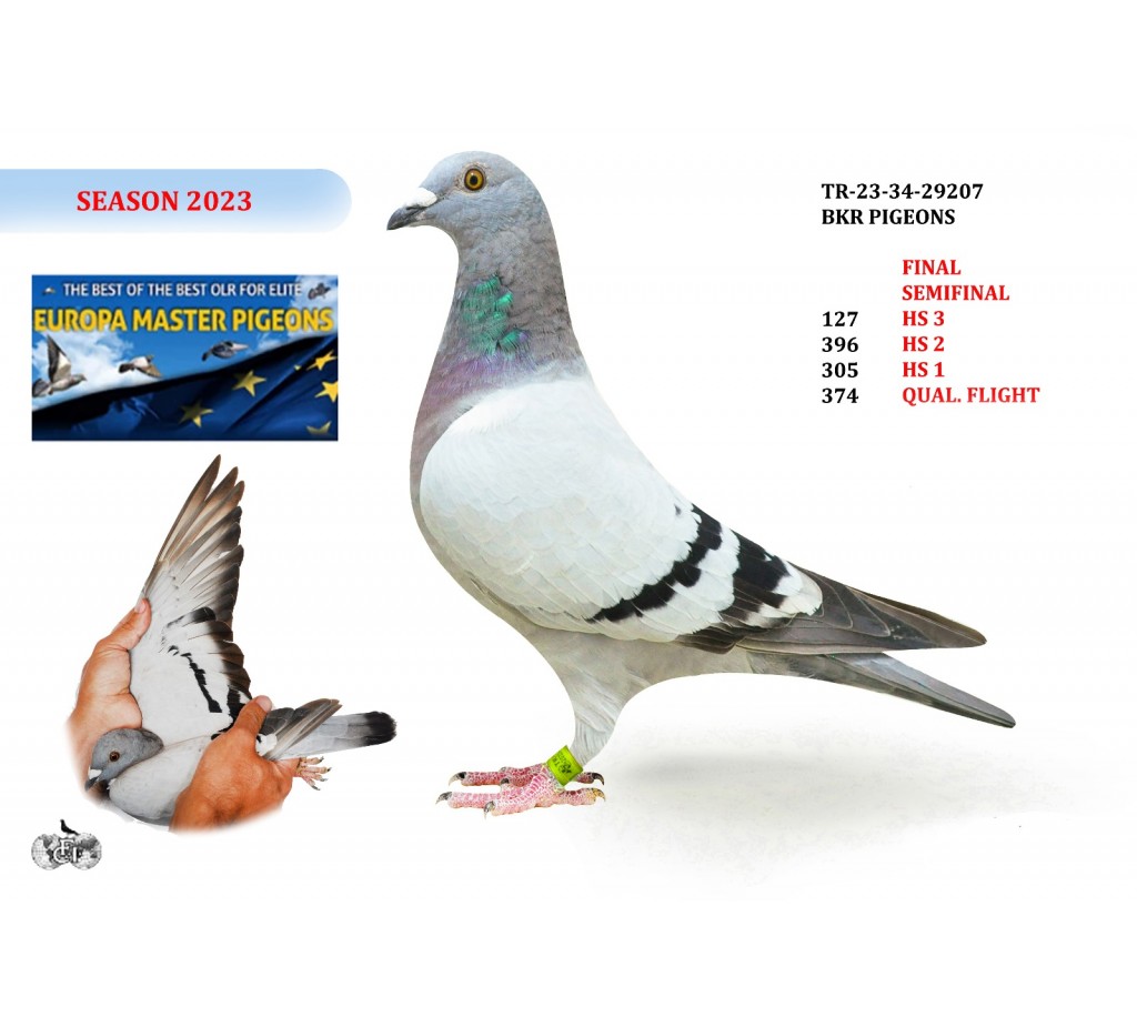 TR-23-34-29207 - BKR PIGEONS
