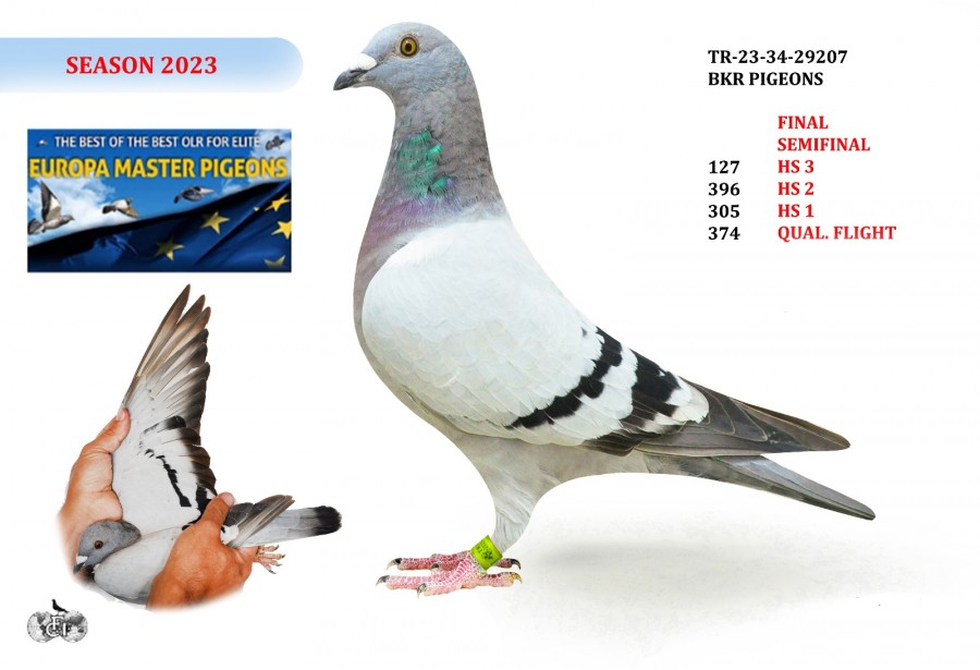 TR-23-34-29207 - BKR PIGEONS