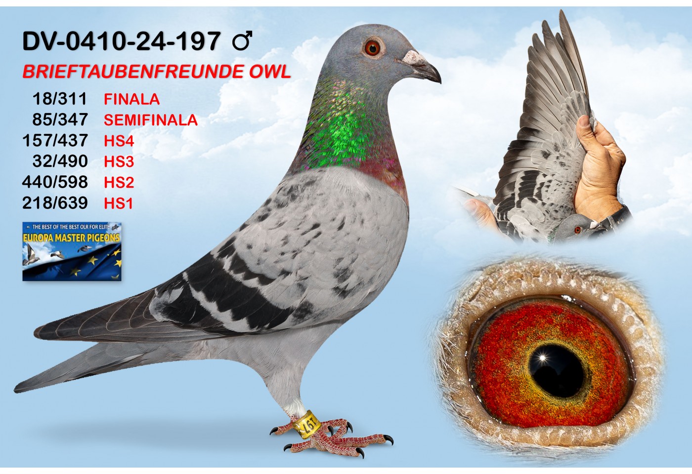 (♂️) DV-0410-24-197 - OWL