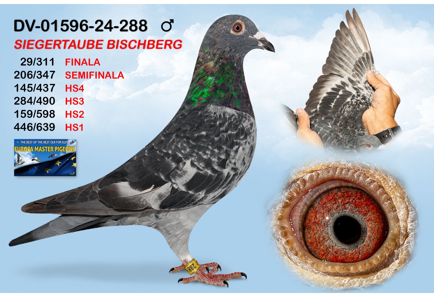 (♂️) DV-01596-24-288 - SIEGERTAUBE BISCHBERG