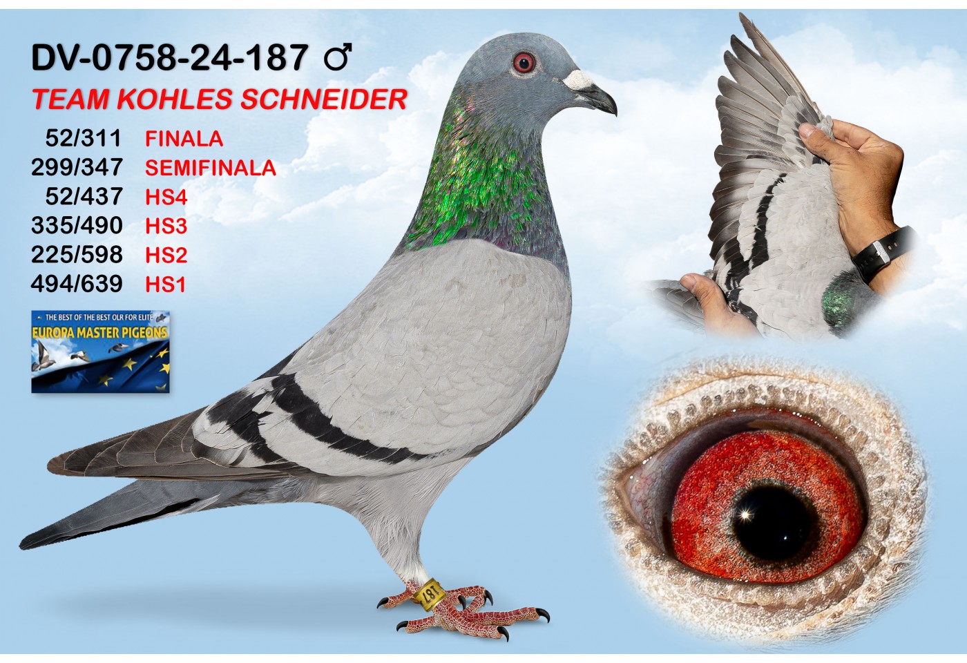 (♂️) DV-0758-24-187 - KOHLES SCHNEIDER