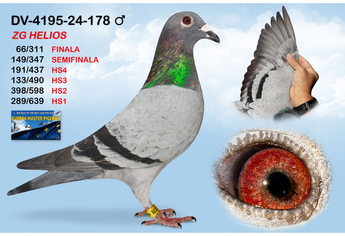 (♂️) DV-4195-24-178 - ZG HELIOS