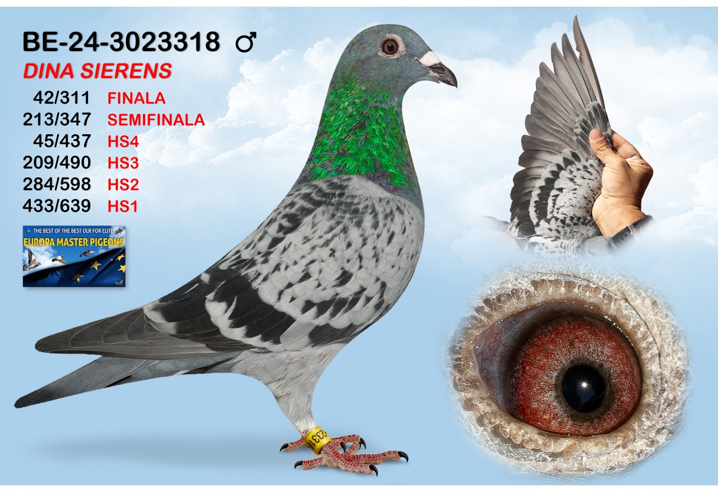 (♂️) BE-24-3023318 - DINA SIERRENS