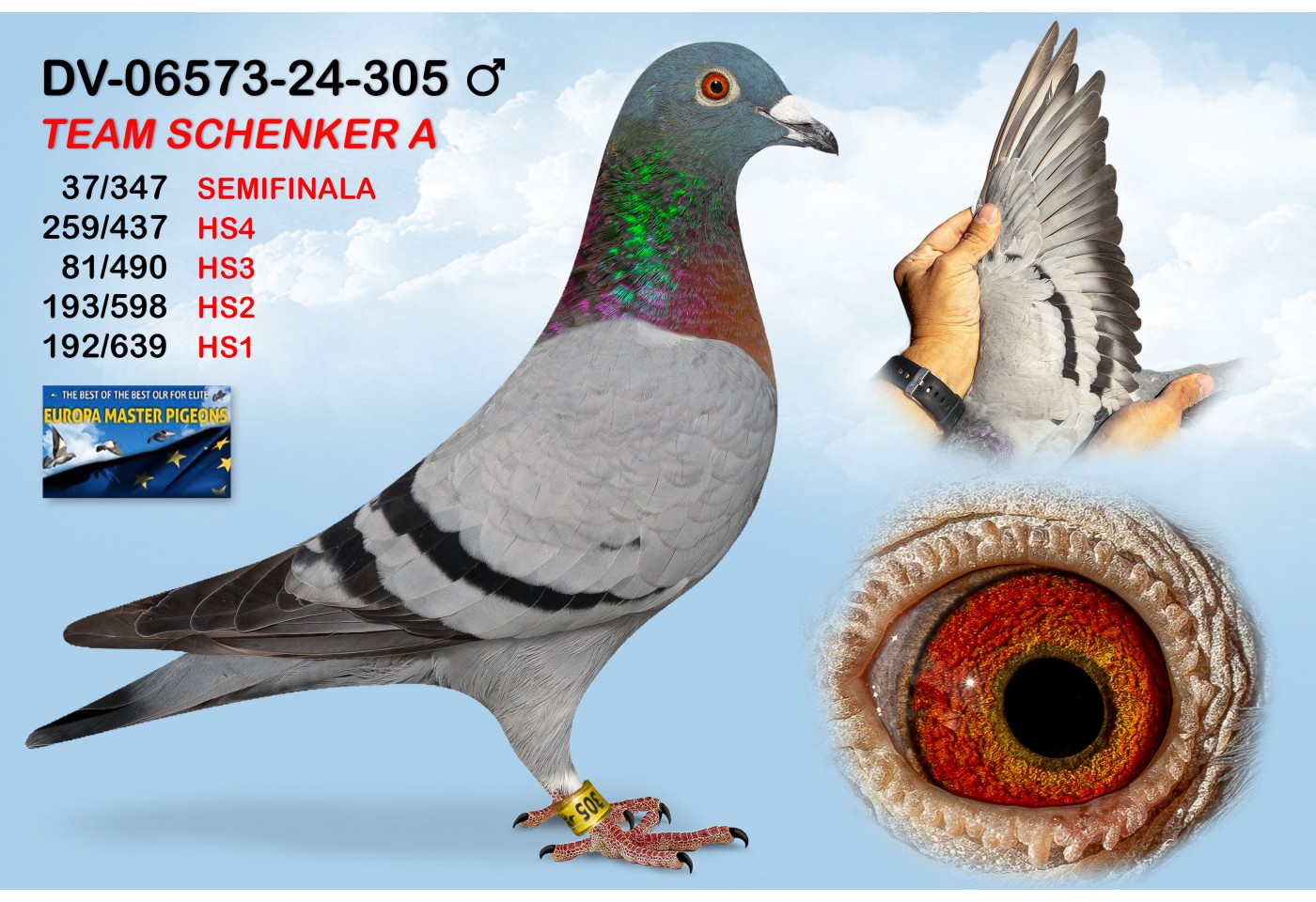(♂️) DV-06573-24-305 - TEAM SCHENKER