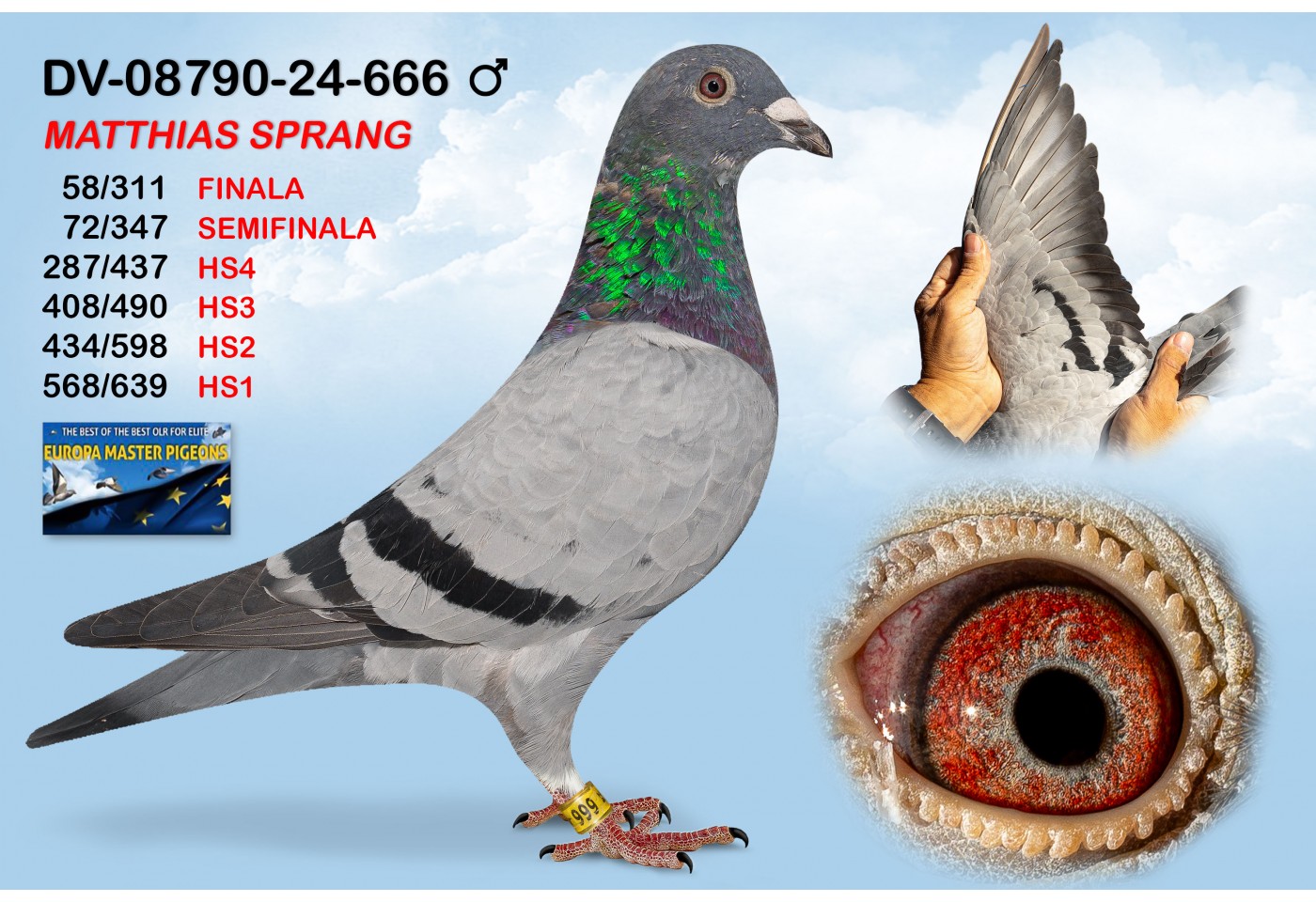 (♂️) DV-08790-24-666 - MATTHIAS SPRANG
