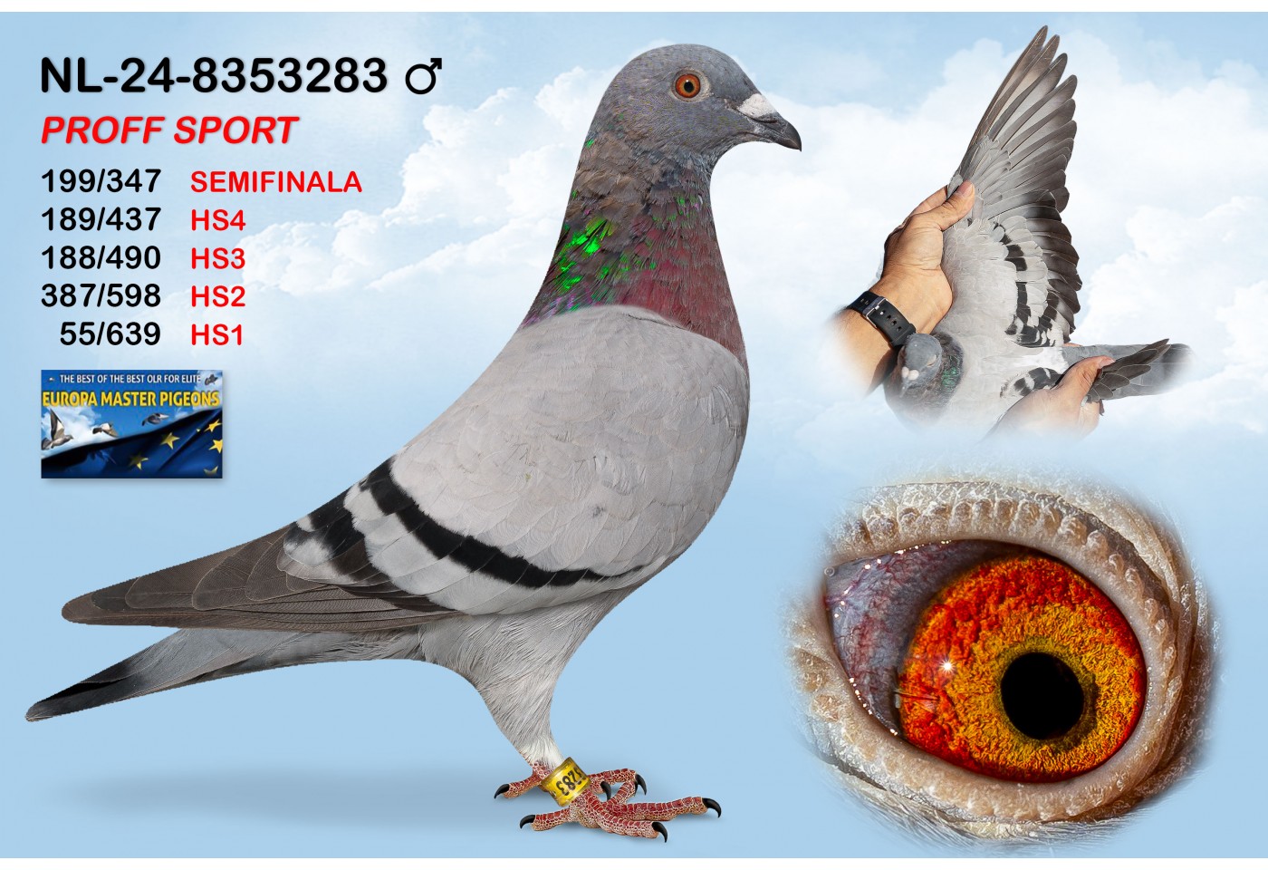 (♂️) NL-24-8353283 - PROFF SPORT