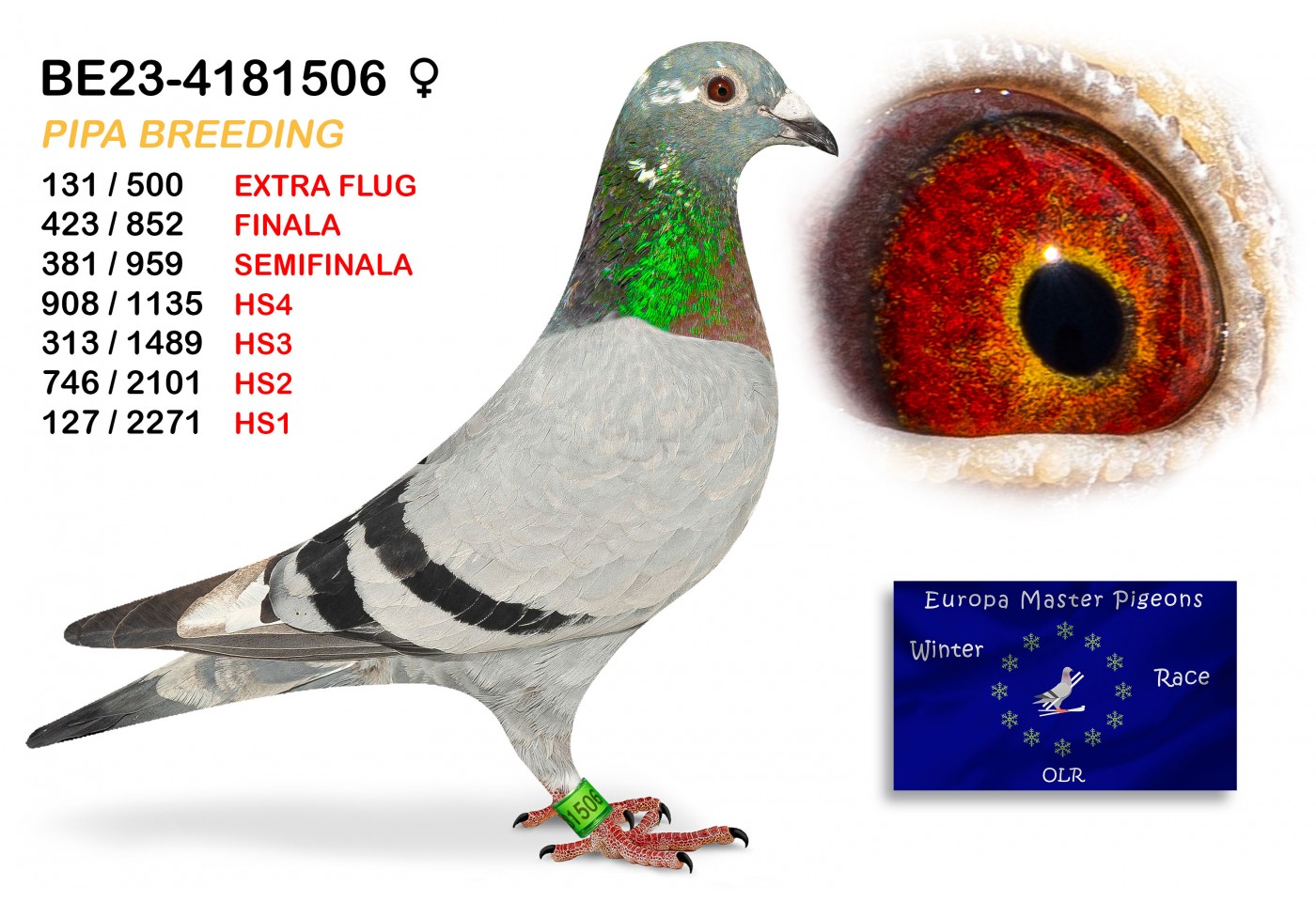 (♀️) 423th place - BE-23-4181506 PIPA BREEDING